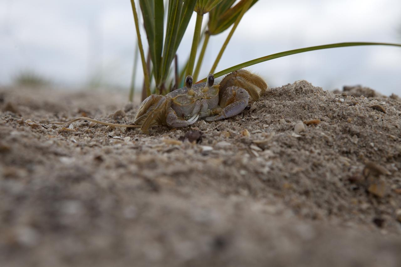 CAPE CANAVERAL, Fla. -- At the Kennedy Space Center in Florida, a small crab sits atop a restored sand dune along a 1.2 mile stretch of shoreline near Launch Pads 39A and B. As part of a six-month effort to help prevent further erosion, 180,000 shrubs, including grasses, sunflowers, vines, sea grapes and palmettos were planted.    Constant pounding from tropical storms, such as Hurricane Sandy in October of 2012, other weather systems and higher than usual tides, destroyed sand dunes protecting infrastructure at the spaceport. Photo credit: NASA/Dan Casper