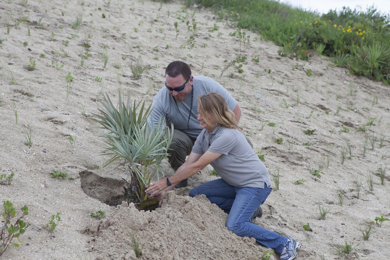 CAPE CANAVERAL, Fla. -- At the Kennedy Space Center in Florida, Don Dankert, a biological scientist in the NASA Environmental Management Branch of Center Operations, left, and Becky Bolt, a wildlife ecologist with InoMedic Health Applications Inc, plant the final shrub that is among 180,000 planted on a new 1.2-mile stretch of shoreline near Launch Pads 39A and B.      Constant pounding from tropical storms, such as Hurricane Sandy in October of 2012, other weather systems and higher than usual tides, destroyed sand dunes protecting infrastructure at the spaceport. Photo credit: NASA/Dan Casper