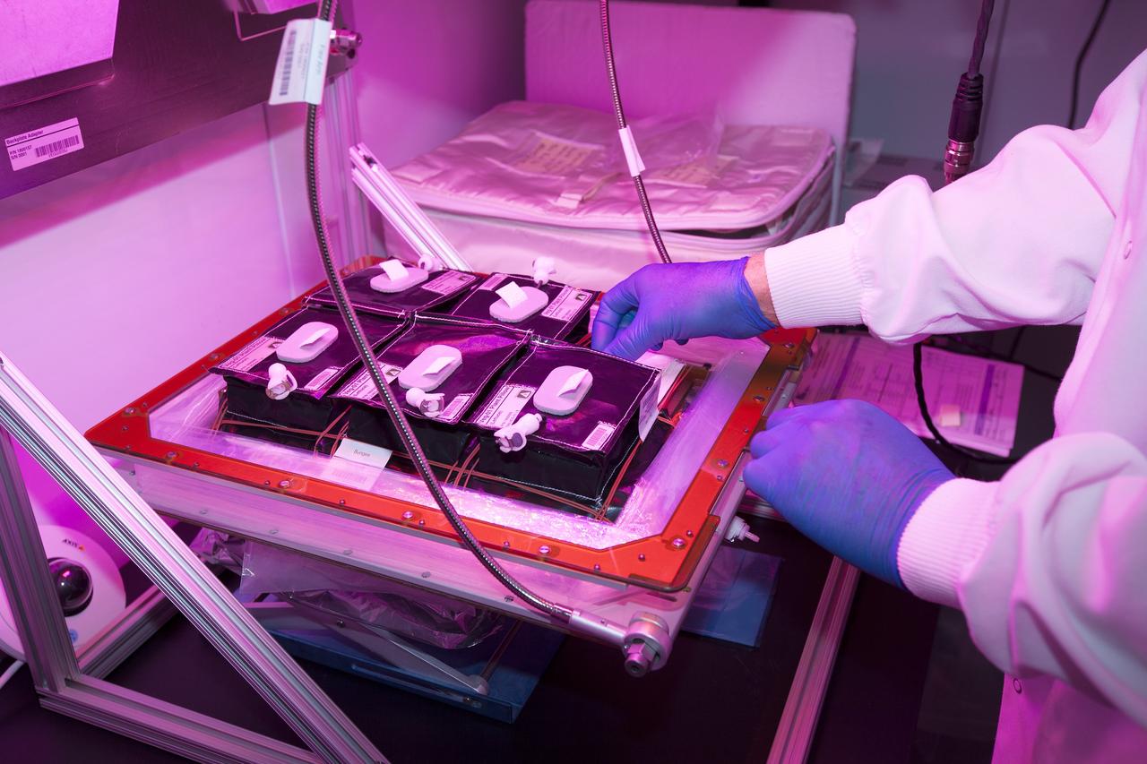 CAPE CANAVERAL, Fla. – Researchers have activated the red, blue and green LED lights on the Veggie plant growth system inside a control chamber at the Space Station Processing Facility at NASA's Kennedy Space Center in Florida. Jim Smodell, a technician with SGT, is securing the plant pillows containing outredgeous red romaine lettuce seeds onto the root mat inside Veggie. The growth chamber will be used as a control unit and procedures will be followed identical to those being performed on Veggie and the Veg-01 experiment on the International Space Station by Expedition 39 flight engineer and NASA astronaut Steve Swanson.    Veggie and Veg-01 were delivered to the space station aboard the SpaceX-3 mission. Veggie is the first fresh food production system delivered to the station. Six plant pillows, each containing outredgeous red romaine lettuce seeds and a root mat were inserted into Veggie. The plant chamber's red, blue and green LED lights were activated. The plant growth will be monitored for 28 days. At the end of the cycle, the plants will be carefully harvested, frozen and stored for return to Earth. Photo credit: NASA/Dimitri Gerondidakis