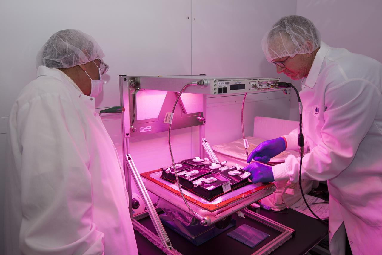 CAPE CANAVERAL, Fla. – Researchers have activated the red, blue and green LED lights on the Veggie plant growth system inside a control chamber at the Space Station Processing Facility at NASA's Kennedy Space Center in Florida. Jim Smodell, a technician with SGT, is securing the plant pillows containing outredgeous red romaine lettuce seeds onto the root mat inside Veggie. To his left, is George Guerra, a quality control engineer with QinetiQ North America. The growth chamber will be used as a control unit and procedures will be followed identical to those being performed on Veggie and the Veg-01 experiment on the International Space Station by Expedition 39 flight engineer and NASA astronaut Steve Swanson.    Veggie and Veg-01 were delivered to the space station aboard the SpaceX-3 mission. Veggie is the first fresh food production system delivered to the station. Six plant pillows, each containing outredgeous red romaine lettuce seeds and a root mat were inserted into Veggie. The plant chamber's red, blue and green LED lights were activated. The plant growth will be monitored for 28 days. At the end of the cycle, the plants will be carefully harvested, frozen and stored for return to Earth. Photo credit: NASA/Dimitri Gerondidakis