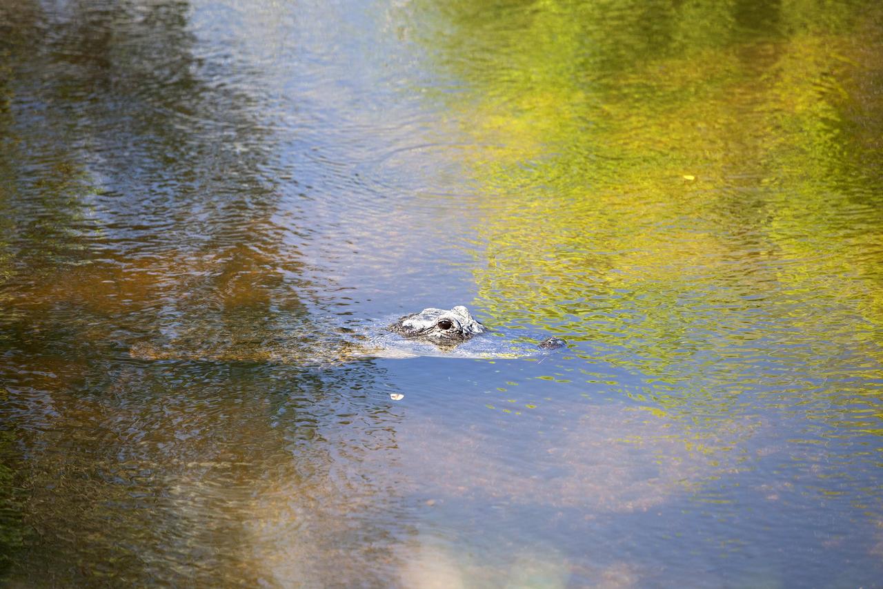 CAPE CANAVERAL, Fla. -- An alligator lounges in the water off Schwartz Road at NASA's Kennedy Space Center in Florida. Alligators can be spotted in the drainage canals and other waterways surrounding the space center. The center coexists with the Merritt Island National Wildlife Refuge, which encompasses 140,000 acres. The refuge comprises a wide variety of habitats, including coastal dunes, saltwater estuaries and marshes, freshwater impoundments, scrub, pine flatwoods, and hardwood hammocks. These habitats provide sanctuary for more than 1,500 species of plants and animals, including more than 330 species of birds, 31 mammals, 117 fishes, and 65 amphibians and reptiles. For additional information about the refuge, visit http://www.fws.gov/merrittisland. Photo credit: NASA/Daniel Casper
