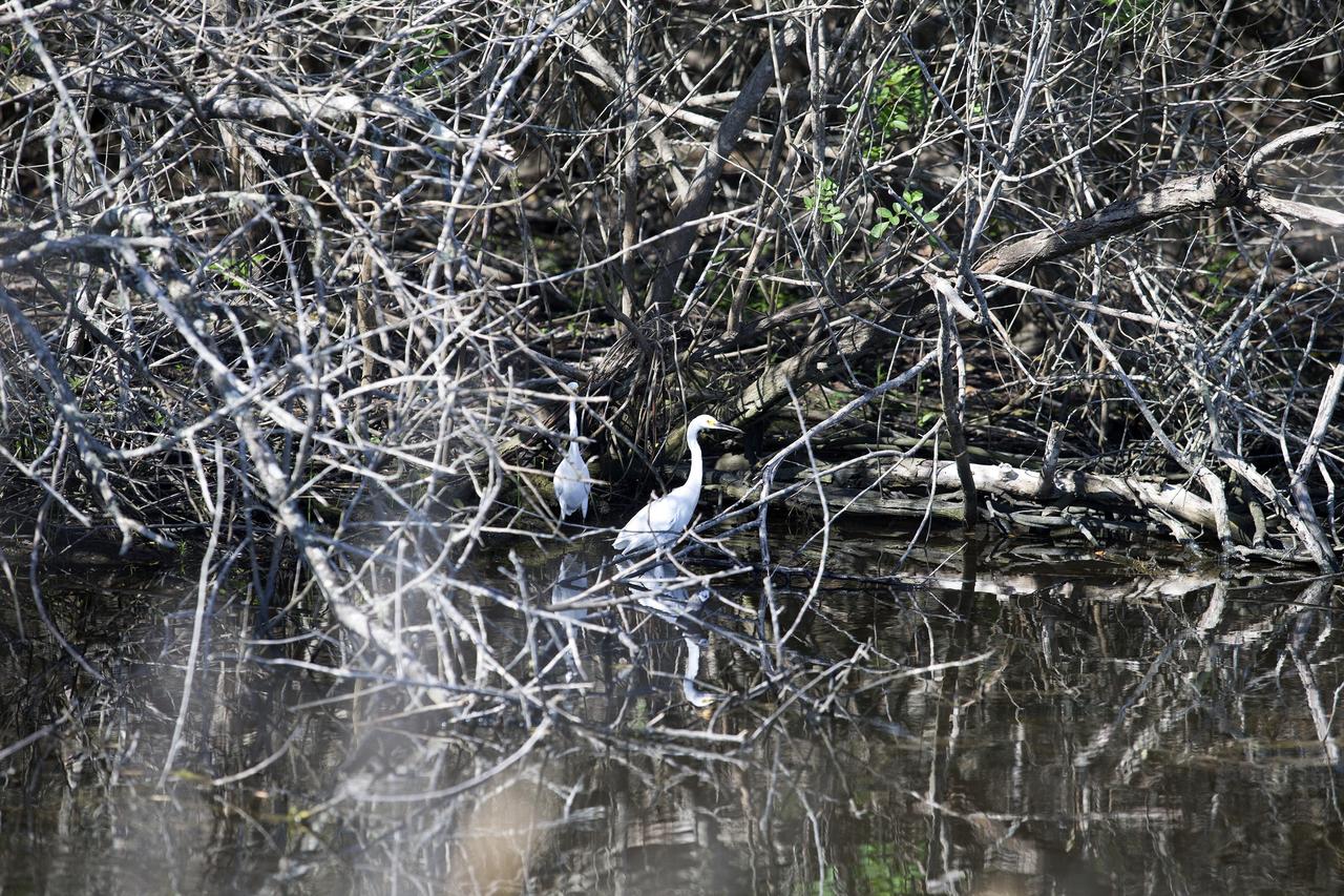 CAPE CANAVERAL, Fla. -- Snowy egrets hide in the bramble along the water's edge off Schwartz Road at NASA's Kennedy Space Center in Florida.    The center coexists with the Merritt Island National Wildlife Refuge, which encompasses 140,000 acres. The refuge comprises a wide variety of habitats, including coastal dunes, saltwater estuaries and marshes, freshwater impoundments, scrub, pine flatwoods, and hardwood hammocks. These habitats provide sanctuary for more than 1,500 species of plants and animals, including more than 330 species of birds, 31 mammals, 117 fishes, and 65 amphibians and reptiles. For additional information about the refuge, visit http://www.fws.gov/merrittisland.  Photo credit: NASA/Daniel Casper