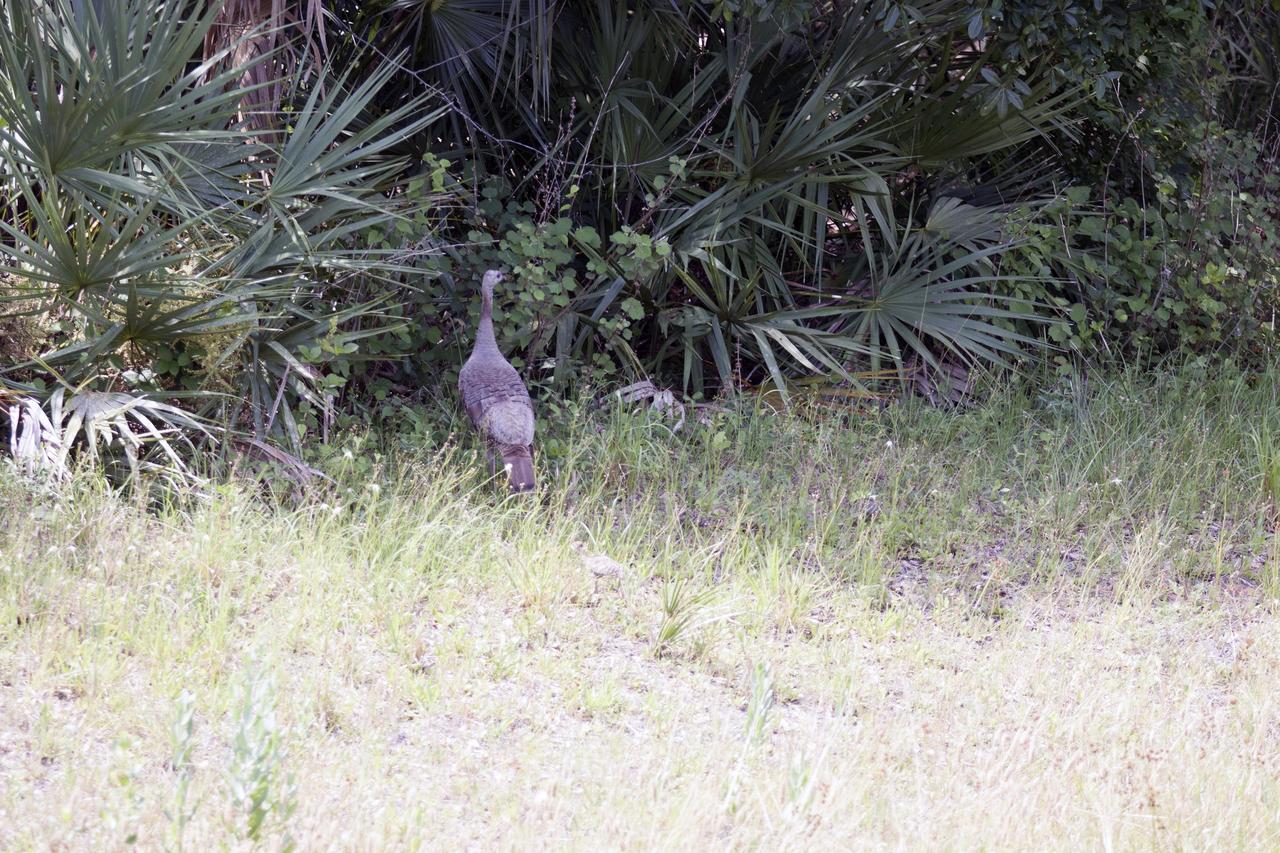 CAPE CANAVERAL, Fla. -- A wild turkey heads for the safety of the palmetto underbrush near the Shuttle Landing Facility at NASA's Kennedy Space Center in Florida.    The center coexists with the Merritt Island National Wildlife Refuge, which encompasses 140,000 acres. The refuge comprises a wide variety of habitats, including coastal dunes, saltwater estuaries and marshes, freshwater impoundments, scrub, pine flatwoods, and hardwood hammocks. These habitats provide sanctuary for more than 1,500 species of plants and animals, including more than 330 species of birds, 31 mammals, 117 fishes, and 65 amphibians and reptiles. For additional information about the refuge, visit http://www.fws.gov/merrittisland.  Photo credit: NASA/Ben Smegelsky