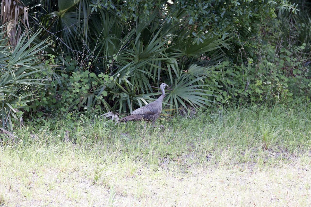CAPE CANAVERAL, Fla. -- A wild turkey tries to blend into the palmetto underbrush near the Shuttle Landing Facility at NASA's Kennedy Space Center in Florida.    The center coexists with the Merritt Island National Wildlife Refuge, which encompasses 140,000 acres. The refuge comprises a wide variety of habitats, including coastal dunes, saltwater estuaries and marshes, freshwater impoundments, scrub, pine flatwoods, and hardwood hammocks. These habitats provide sanctuary for more than 1,500 species of plants and animals, including more than 330 species of birds, 31 mammals, 117 fishes, and 65 amphibians and reptiles. For additional information about the refuge, visit http://www.fws.gov/merrittisland.  Photo credit: NASA/Ben Smegelsky