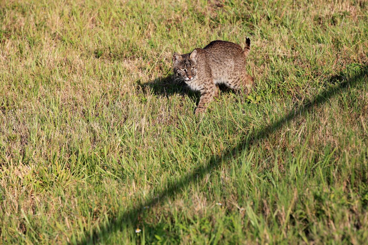 CAPE CANAVERAL, Fla. -- A bobcat is startled to be discovered near the Press Site at NASA's Kennedy Space Center in Florida.     The center, the only launch site for crewed missions from U.S. soil, coexists with the Merritt Island National Wildlife Refuge, which encompasses 140,000 acres. The cat is the last large mammalian predator remaining on the center. The refuge provides a wide variety of habitats, including coastal dunes, saltwater estuaries and marshes, freshwater impoundments, scrub, pine flatwoods, and hardwood hammocks, and is a sanctuary for more than 1,500 species of plants and animals, including more than 330 species of birds, 31 mammals, 117 fishes, and 65 amphibians and reptiles. For additional information about the refuge, visit http://www.fws.gov/merrittisland.  Photo credit: NASA/Kim Shiflett