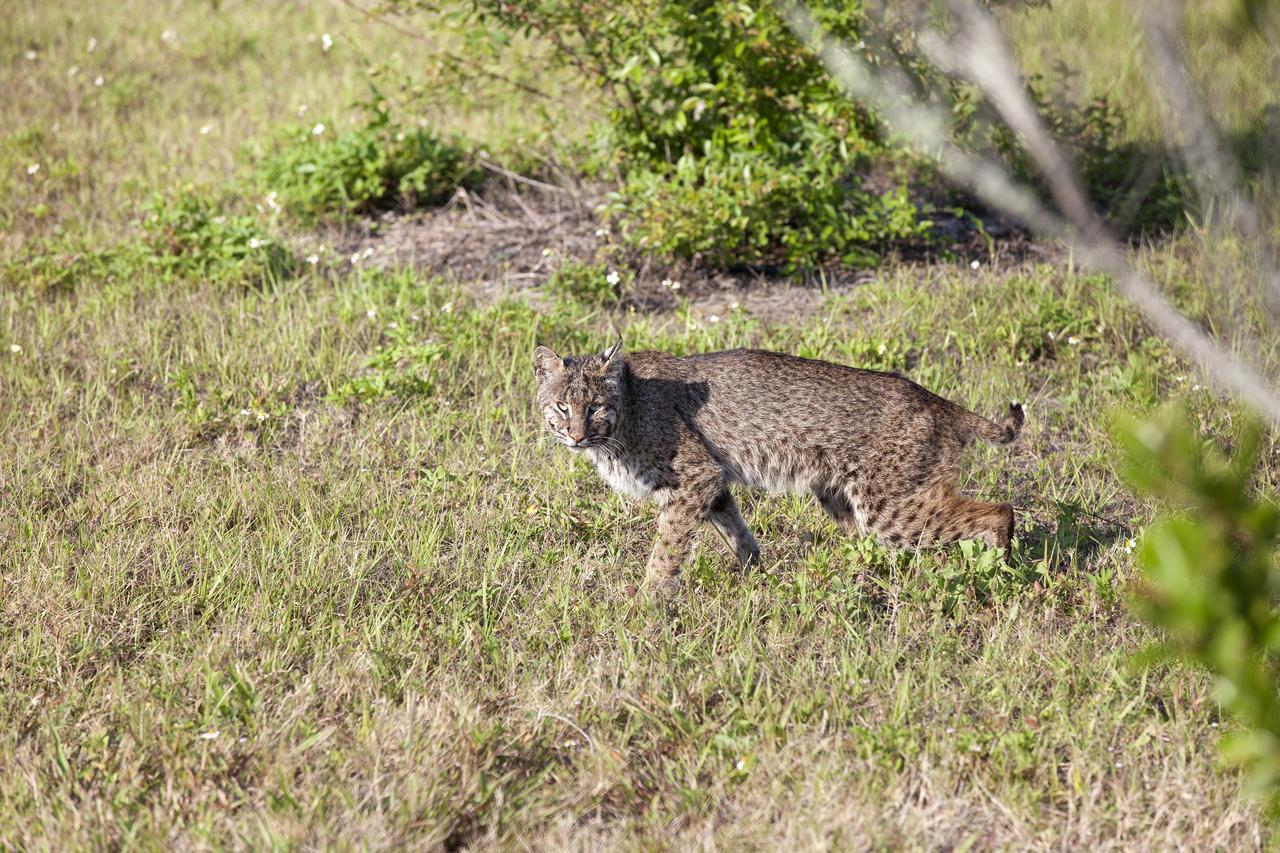 CAPE CANAVERAL, Fla. -- A bobcat prowls through the grass near the Press Site at NASA's Kennedy Space Center in Florida.       The center, the only launch site for crewed missions from U.S. soil, coexists with the Merritt Island National Wildlife Refuge, which encompasses 140,000 acres. The cat is the last large mammalian predator remaining on the center. The refuge provides a wide variety of habitats, including coastal dunes, saltwater estuaries and marshes, freshwater impoundments, scrub, pine flatwoods, and hardwood hammocks, and is a sanctuary for more than 1,500 species of plants and animals, including more than 330 species of birds, 31 mammals, 117 fishes, and 65 amphibians and reptiles. For additional information about the refuge, visit http://www.fws.gov/merrittisland.  Photo credit: NASA/Kim Shiflett