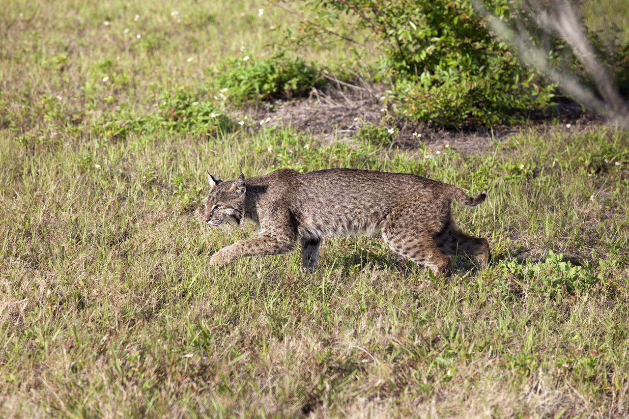 CAPE CANAVERAL, Fla. -- A bobcat retreats from the limelight near the Press Site at NASA's Kennedy Space Center in Florida.         The center, the only launch site for crewed missions from U.S. soil, coexists with the Merritt Island National Wildlife Refuge, which encompasses 140,000 acres. The cat is the last large mammalian predator remaining on the center. The refuge provides a wide variety of habitats, including coastal dunes, saltwater estuaries and marshes, freshwater impoundments, scrub, pine flatwoods, and hardwood hammocks, and is a sanctuary for more than 1,500 species of plants and animals, including more than 330 species of birds, 31 mammals, 117 fishes, and 65 amphibians and reptiles. For additional information about the refuge, visit http://www.fws.gov/merrittisland.  Photo credit: NASA/Kim Shiflett