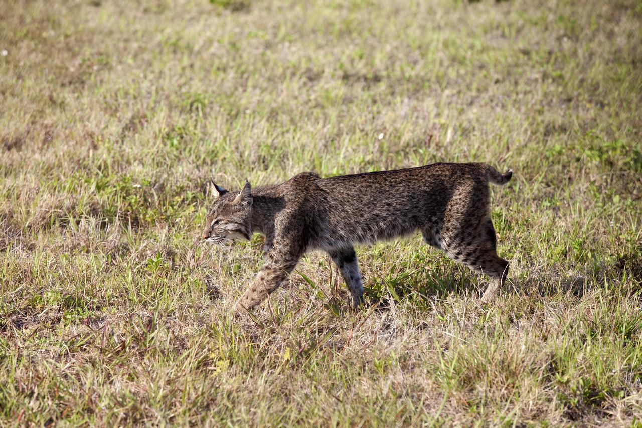 CAPE CANAVERAL, Fla. -- A bobcat continues on its way past the Press Site at NASA's Kennedy Space Center in Florida.         The center, the only launch site for crewed missions from U.S. soil, coexists with the Merritt Island National Wildlife Refuge, which encompasses 140,000 acres. The cat is the last large mammalian predator remaining on the center. The refuge provides a wide variety of habitats, including coastal dunes, saltwater estuaries and marshes, freshwater impoundments, scrub, pine flatwoods, and hardwood hammocks, and is a sanctuary for more than 1,500 species of plants and animals, including more than 330 species of birds, 31 mammals, 117 fishes, and 65 amphibians and reptiles. For additional information about the refuge, visit http://www.fws.gov/merrittisland.  Photo credit: NASA/Kim Shiflett