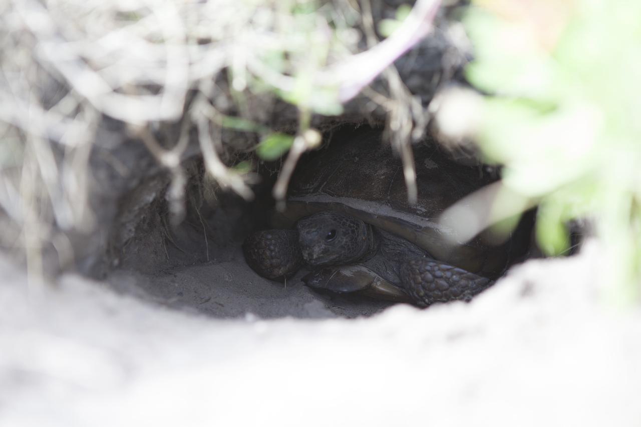 CAPE CANAVERAL, Fla. -- At the Kennedy Space Center in Florida, a turtle has burrowed into a restored sand dune along a 1.2 mile stretch of shoreline near Launch Pads 39A and B. As part of a six-month effort to help prevent further erosion, 180,000 shrubs, including grasses, sunflowers, vines, sea grapes and palmettos were planted.    Constant pounding from tropical storms, such as Hurricane Sandy in October of 2012, other weather systems and higher than usual tides, destroyed sand dunes protecting infrastructure at the spaceport. Photo credit: NASA/Dan Casper