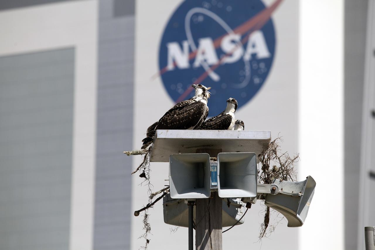 CAPE CANAVERAL, Fla. -- A family of ospreys is at home atop a speaker platform in the Press Site parking lot at NASA's Kennedy Space Center in Florida. In the background is a 12,300-square-foot NASA logo painted on the side of the 525-foot-tall Vehicle Assembly Building VAB. The parking lot borders the water of the Launch Complex 39 turn basin, making it an ideal source of food for the osprey. The undeveloped property on Kennedy Space Center is managed by the U.S. Fish and Wildlife Service through the Merritt Island National Wildlife Refuge. The refuge provides a habitat for a plethora of wildlife, including 330 species of birds. For information on the refuge, visit http://www.fws.gov/merrittisland/Index.html. Photo credit: NASA/Daniel Casper