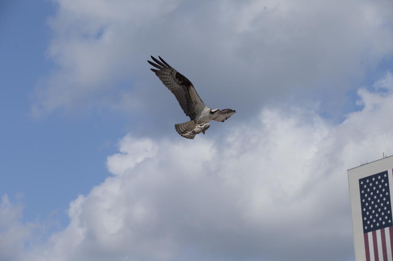 CAPE CANAVERAL, Fla. -- An adult osprey delivers a fish dinner to its family, nesting atop a speaker platform in the Press Site parking lot at NASA's Kennedy Space Center in Florida.  In the background is the 209-foot-tall U.S. flag painted on the side of the 52-story Vehicle Assembly Building VAB. The parking lot borders the water of the Launch Complex 39 turn basin, making it an ideal source of food for the osprey.    The undeveloped property on Kennedy Space Center is managed by the U.S. Fish and Wildlife Service through the Merritt Island National Wildlife Refuge.  The refuge provides a habitat for a plethora of wildlife, including 330 species of birds. For information on the refuge, visit http://www.fws.gov/merrittisland/Index.html. Photo credit: NASA/Daniel Casper