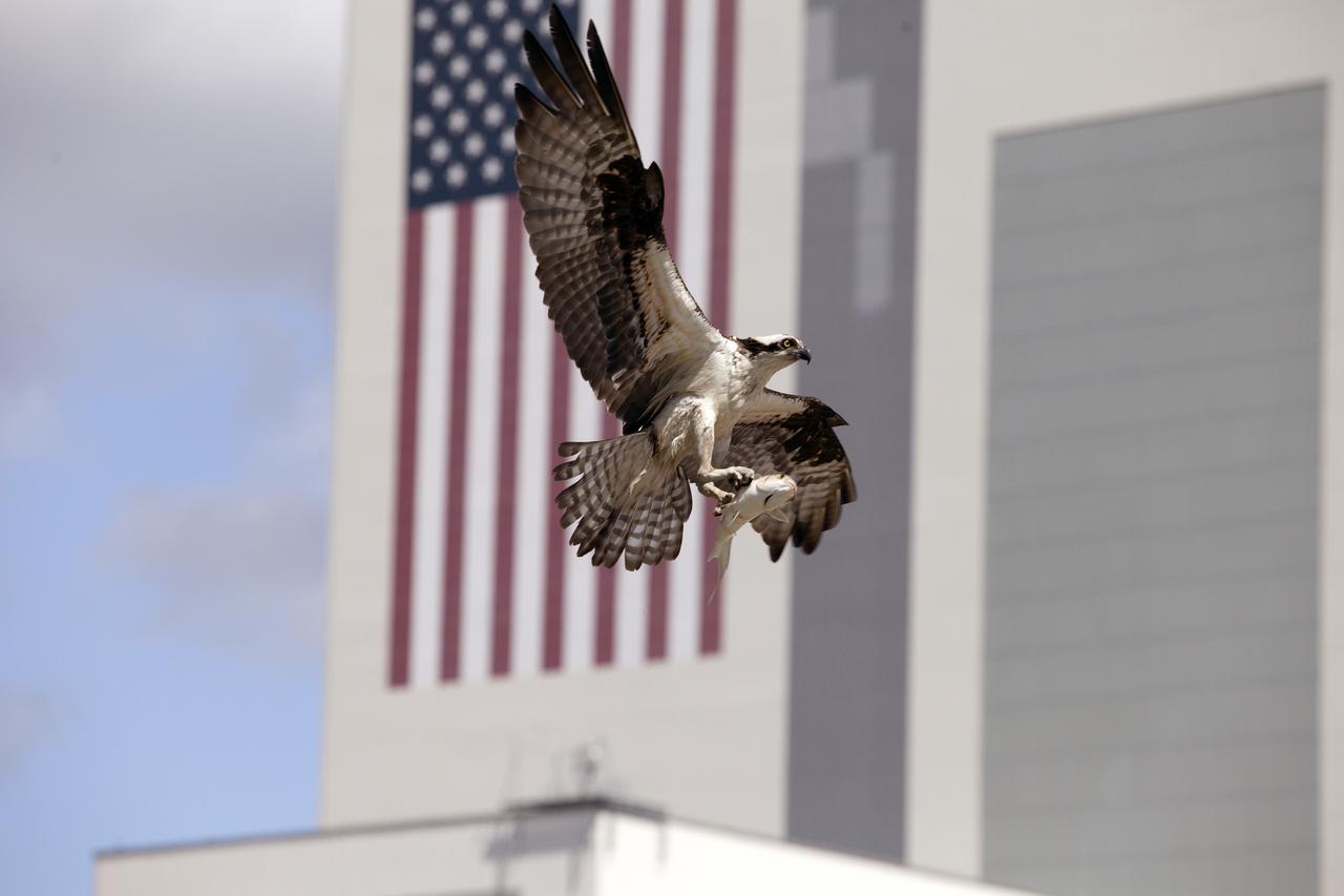 CAPE CANAVERAL, Fla. -- An adult osprey prepares to land in its nest atop a speaker platform in the Press Site parking lot at NASA's Kennedy Space Center in Florida, carrying a fish in its talons. In the background is the 209-foot-tall U.S. flag painted on the side of the 52-story Vehicle Assembly Building VAB. The parking lot borders the water of the Launch Complex 39 turn basin, making it an ideal source of food for the osprey.    The undeveloped property on Kennedy Space Center is managed by the U.S. Fish and Wildlife Service through the Merritt Island National Wildlife Refuge.  The refuge provides a habitat for a plethora of wildlife, including 330 species of birds. For information on the refuge, visit http://www.fws.gov/merrittisland/Index.html. Photo credit: NASA/Daniel Casper