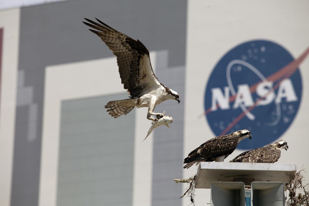 CAPE CANAVERAL, Fla. -- An adult osprey returns home to its nest atop a speaker platform in the Press Site parking lot at NASA's Kennedy Space Center in Florida, carrying a fish in its talons. In the background is a 12,300-square-foot NASA logo painted on the side of the 525-foot-tall Vehicle Assembly Building VAB. The parking lot borders the water of the Launch Complex 39 turn basin, making it an ideal source of food for the osprey. The undeveloped property on Kennedy Space Center is managed by the U.S. Fish and Wildlife Service through the Merritt Island National Wildlife Refuge. The refuge provides a habitat for a plethora of wildlife, including 330 species of birds. For information on the refuge, visit http://www.fws.gov/merrittisland/Index.html. Photo credit: NASA/Daniel Casper