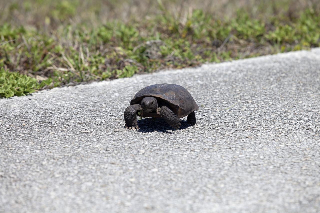 CAPE CANAVERAL, Fla. -- Why did the gopher tortoise cross the road? To get to the other side of the Launch Pad 39B beach road on NASA's Kennedy Space Center in Florida, of course. Gopher tortoises are dry-land turtles that live in scrub, dry hammock, pine flatwood, coastal grassland and dune habitats. The undeveloped property on Kennedy Space Center is managed by the U.S. Fish and Wildlife Service through the Merritt Island National Wildlife Refuge. Currently, gopher tortoises are protected in some states by federal law under the Endangered Species Act ESA. The refuge provides a habitat for 14 species federally listed as threatened or endangered, including the leatherback, green, Kemps Ridley, loggerhead and Atlantic hawksbill turtles. For information on the refuge, visit http://www.fws.gov/merrittisland/Index.html. For more information on the gopher tortoise, visit http://www.fws.gov/northflorida/GopherTortoise/Gopher_Tortoise_Fact_Sheet.html. Photo credit: NASA/Daniel Casper