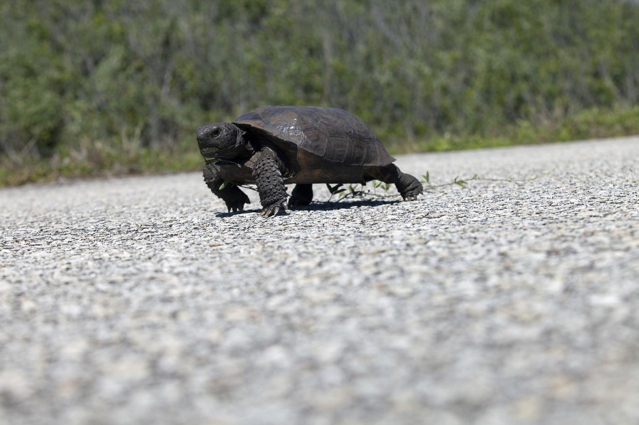 CAPE CANAVERAL, Fla. -- A gopher tortoise ambles along the Launch Pad 39B beach road on NASA's Kennedy Space Center in Florida. Gopher tortoises are dry-land turtles that live in scrub, dry hammock, pine flatwood, coastal grassland and dune habitats. The undeveloped property on Kennedy Space Center is managed by the U.S. Fish and Wildlife Service through the Merritt Island National Wildlife Refuge. Currently, gopher tortoises are protected in some states by federal law under the Endangered Species Act ESA. The refuge provides a habitat for 14 species federally listed as threatened or endangered, including the leatherback, green, Kemps Ridley, loggerhead and Atlantic hawksbill turtles. For information on the refuge, visit http://www.fws.gov/merrittisland/Index.html. For more information on the gopher tortoise, visit http://www.fws.gov/northflorida/GopherTortoise/Gopher_Tortoise_Fact_Sheet.html. Photo credit: NASA/Daniel Casper