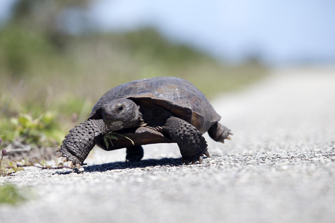 CAPE CANAVERAL, Fla. -- Slow and steady wins the race for this gopher tortoise, ambling along the Launch Pad 39B beach road on NASA's Kennedy Space Center in Florida. Gopher tortoises are dry-land turtles that live in scrub, dry hammock, pine flatwood, coastal grassland and dune habitats. The undeveloped property on Kennedy Space Center is managed by the U.S. Fish and Wildlife Service through the Merritt Island National Wildlife Refuge. Currently, gopher tortoises are protected in some states by federal law under the Endangered Species Act ESA. The refuge provides a habitat for 14 species federally listed as threatened or endangered, including the leatherback, green, Kemps Ridley, loggerhead and Atlantic hawksbill turtles. For information on the refuge, visit http://www.fws.gov/merrittisland/Index.html. For more information on the gopher tortoise, visit http://www.fws.gov/northflorida/GopherTortoise/Gopher_Tortoise_Fact_Sheet.html. Photo credit: NASA/Daniel Casper