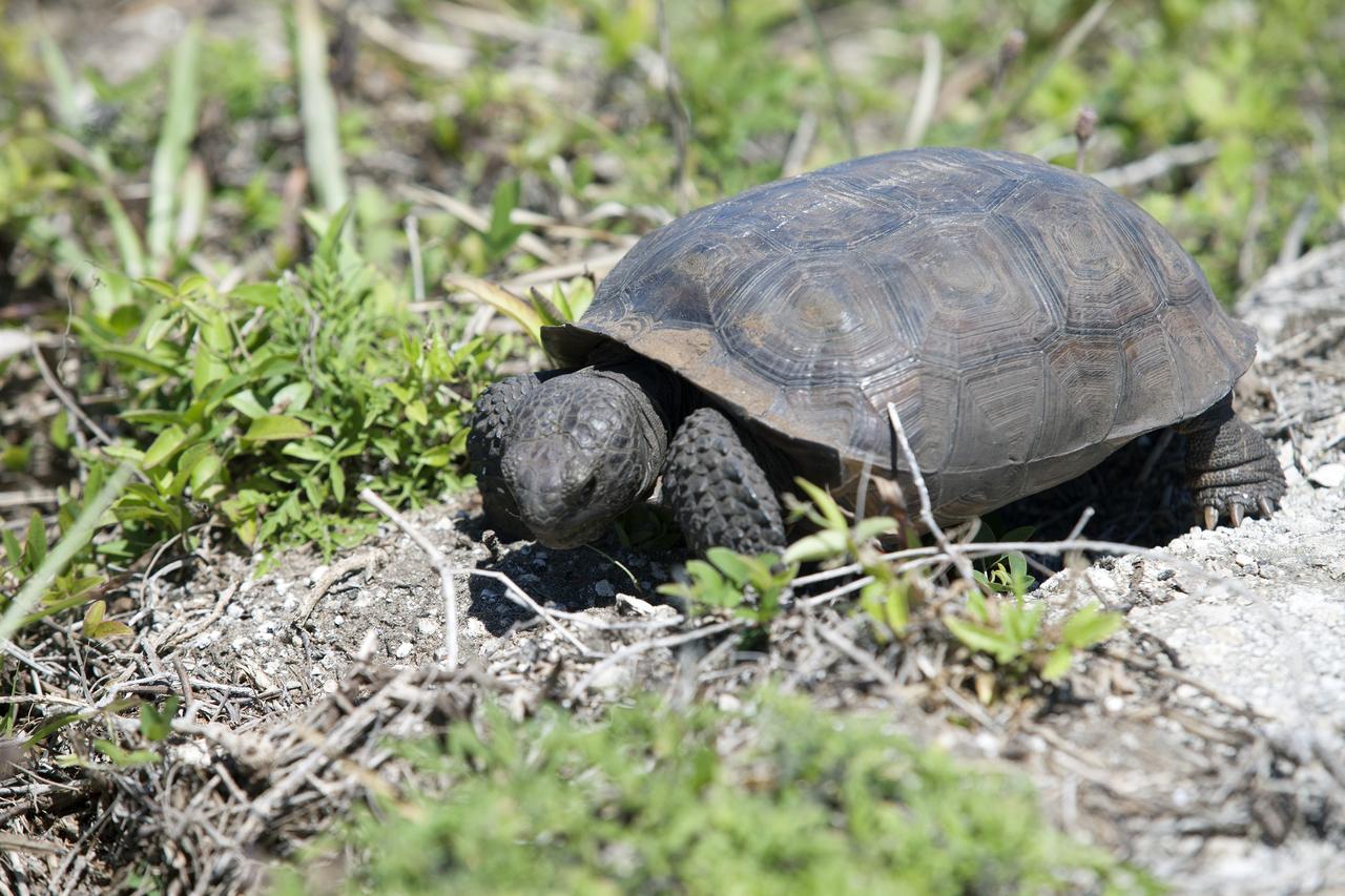 CAPE CANAVERAL, Fla. -- A gopher tortoise stops for lunch beside the Launch Pad 39B beach road on NASA's Kennedy Space Center in Florida. Gopher tortoises are dry-land turtles that live in scrub, dry hammock, pine flatwood, coastal grassland and dune habitats. The undeveloped property on Kennedy Space Center is managed by the U.S. Fish and Wildlife Service through the Merritt Island National Wildlife Refuge. Currently, gopher tortoises are protected in some states by federal law under the Endangered Species Act ESA. The refuge provides a habitat for 14 species federally listed as threatened or endangered, including the leatherback, green, Kemps Ridley, loggerhead and Atlantic hawksbill turtles. For information on the refuge, visit http://www.fws.gov/merrittisland/Index.html. For more information on the gopher tortoise, visit http://www.fws.gov/northflorida/GopherTortoise/Gopher_Tortoise_Fact_Sheet.html. Photo credit: NASA/Daniel Casper
