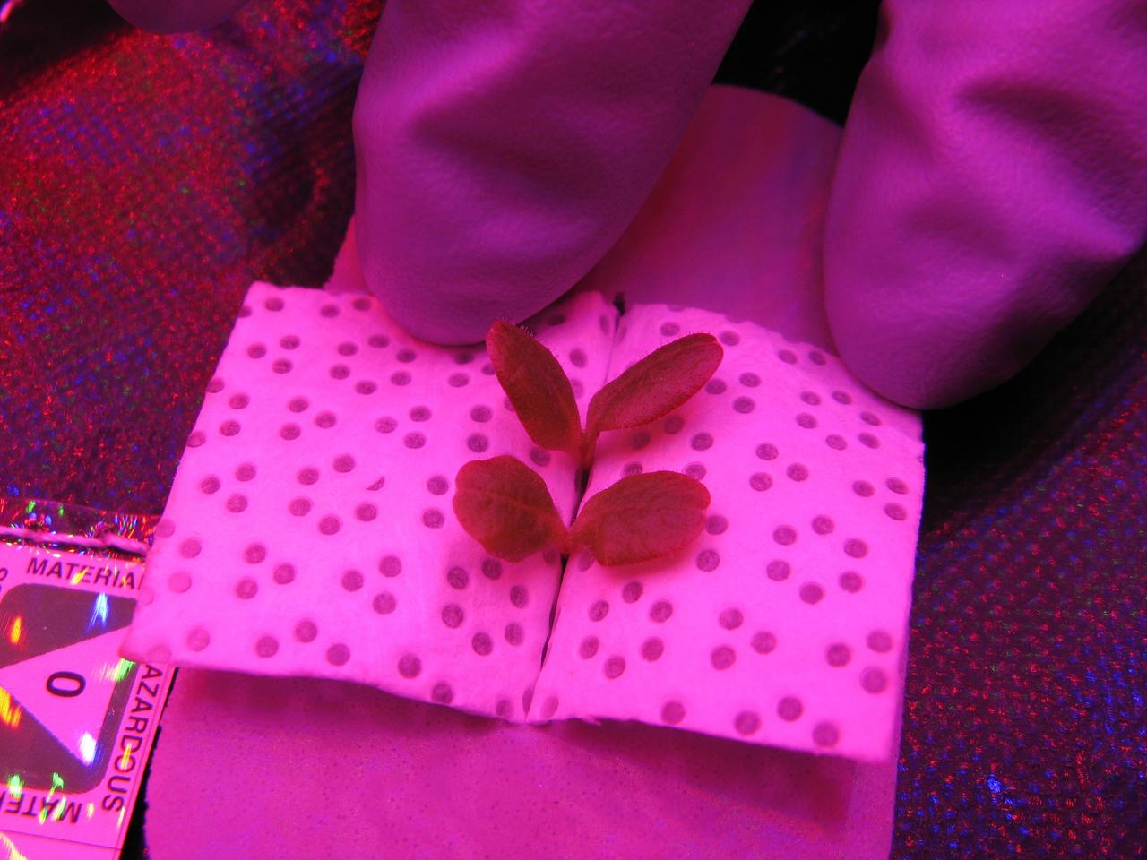 CAPE CANAVERAL, Fla. -- Researchers document the ground control plant pillows in the Veggie plant growth system inside a control chamber at the Space Station Processing Facility at NASA's Kennedy Space Center in Florida prior to thinning them to one plant each. The growth chamber is being used as a control unit and procedures are being followed identical to those being performed on Veggie and the Veg-01 experiment on the International Space Station. Veggie and Veg-01 were delivered to the space station aboard the SpaceX-3 mission. Veggie is the first fresh food production system delivered to the station. Six plant pillows, each containing outredgeous red romaine lettuce seeds and a root mat were inserted into Veggie. The plant chamber's red, blue and green LED lights were activated. The plant growth was monitored for 28 days. At the end of the cycle, the plants will be carefully harvested, frozen and stored for return to Earth. Photo credit: NASA/Charles Spern