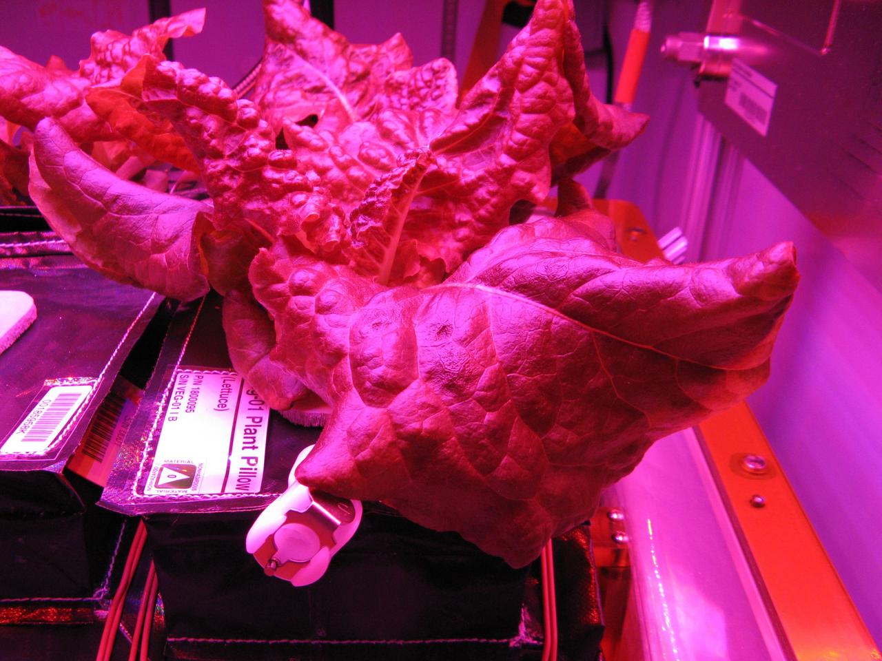 CAPE CANAVERAL, Fla. -- Researchers document the growth of the ground control plants in the Veggie plant growth system inside a control chamber at the Space Station Processing Facility at NASA's Kennedy Space Center in Florida prior to thinning them to one plant each. The growth chamber is being used as a control unit and procedures are being followed identical to those being performed on Veggie and the Veg-01 experiment on the International Space Station. The chamber mimics the temperature, relative humidity and carbon dioxide concentration of those in the Veggie unit on the space station.    Veggie and Veg-01 were delivered to the space station aboard the SpaceX-3 mission. Veggie is the first fresh food production system delivered to the station. Six plant pillows, each containing outredgeous red romaine lettuce seeds and a root mat were inserted into Veggie. The plant chamber's red, blue and green LED lights were activated. The plant growth was monitored for 28 days. At the end of the cycle, the plants will be carefully harvested, frozen and stored for return to Earth. Photo credit: NASA/Charles Spern