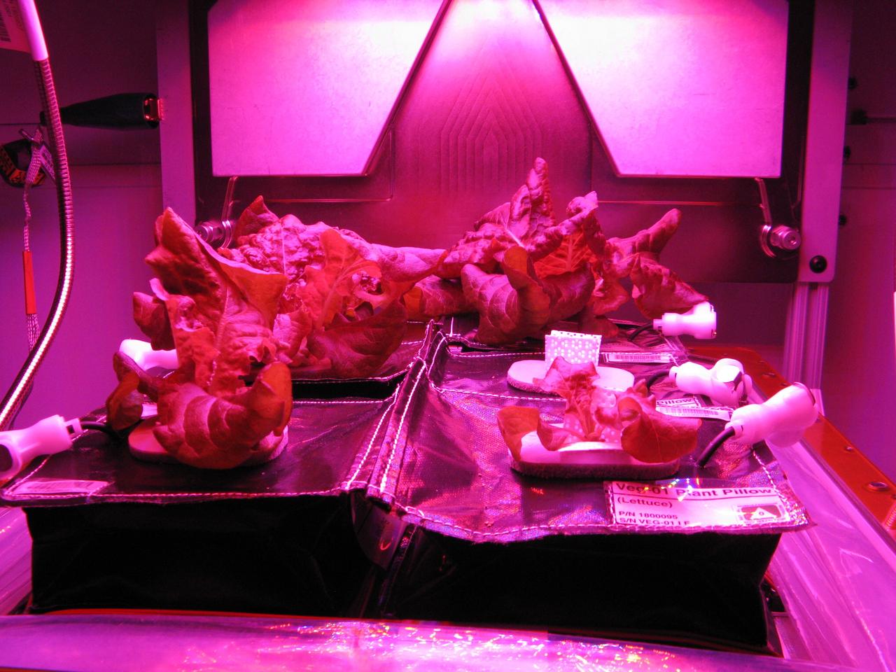 CAPE CANAVERAL, Fla. -- Researchers document the growth of the ground control plants in the Veggie plant growth system inside a control chamber at the Space Station Processing Facility at NASA's Kennedy Space Center in Florida prior to thinning them to one plant each. The growth chamber is being used as a control unit and procedures are being followed identical to those being performed on Veggie and the Veg-01 experiment on the International Space Station.    Veggie and Veg-01 were delivered to the space station aboard the SpaceX-3 mission. Veggie is the first fresh food production system delivered to the station. Six plant pillows, each containing outredgeous red romaine lettuce seeds and a root mat were inserted into Veggie. The plant chamber's red, blue and green LED lights were activated. The plant growth was monitored for 28 days. At the end of the cycle, the plants will be carefully harvested, frozen and stored for return to Earth. Photo credit: NASA/Charles Spern