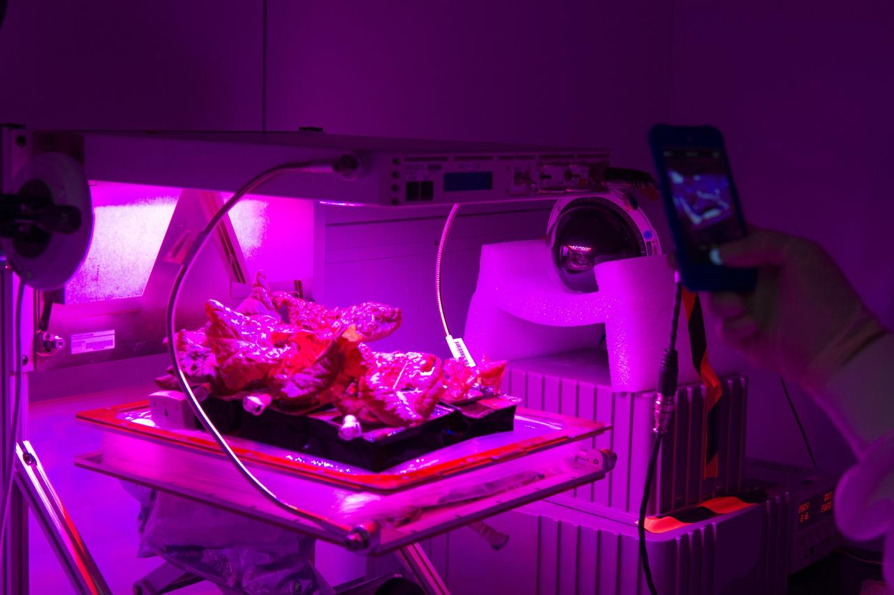 CAPE CANAVERAL, Fla. – Inside the International Space Station Environmental Simulator chamber at the Space Station Processing Facility at NASA's Kennedy Space Center in Florida, the bellows has been removed from around the Veggie plant growth system so that the plant pillows containing the outredgeous red lettuce leaves can be removed. The growth chamber was used as a control unit and procedures were followed identical to those being performed on Veggie and the Veg-01 experiment on the International Space Station.    The chamber mimicked the temperature, relative humidity and carbon dioxide concentration of those in the Veggie unit on the space station. Veggie and Veg-01 were delivered to the space station aboard the SpaceX-3 mission. Veggie is the first fresh food production system delivered to the station. Six plant pillows, each containing outredgeous red romaine lettuce seeds and a root mat were inserted into Veggie. The plant chamber's red, blue and green LED lights were activated. The plant growth was monitored for 33 days. On June 10, at the end of the cycle, the plants were carefully harvested, frozen and stored for return to Earth by Expedition 39 flight engineer and NASA astronaut Steve Swanson. Photo credit: NASA/Frankie Martin