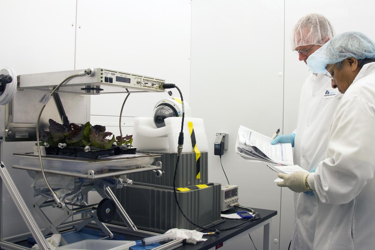 CAPE CANAVERAL, Fla. – From left, Jim Smodell, a technician with SGT, and George Guerra, a quality control engineer with QinetiQ North America, review procedures for removing the plant pillows containing the outredgeous red lettuce leaves from the Veggie plant growth system inside the International Space Station Environmental Simulator chamber at the Space Station Processing Facility at NASA's Kennedy Space Center in Florida. The growth chamber was used as a control unit and procedures were followed identical to those being performed on Veggie and the Veg-01 experiment on the International Space Station.    The chamber mimicked the temperature, relative humidity and carbon dioxide concentration of those in the Veggie unit on the space station. Veggie and Veg-01 were delivered to the space station aboard the SpaceX-3 mission. Veggie is the first fresh food production system delivered to the station. Six plant pillows, each containing outredgeous red romaine lettuce seeds and a root mat were inserted into Veggie. The plant chamber's red, blue and green LED lights were activated. The plant growth was monitored for 33 days. On June 10, at the end of the cycle, the plants were carefully harvested, frozen and stored for return to Earth by Expedition 39 flight engineer and NASA astronaut Steve Swanson. Photo credit: NASA/Frankie Martin