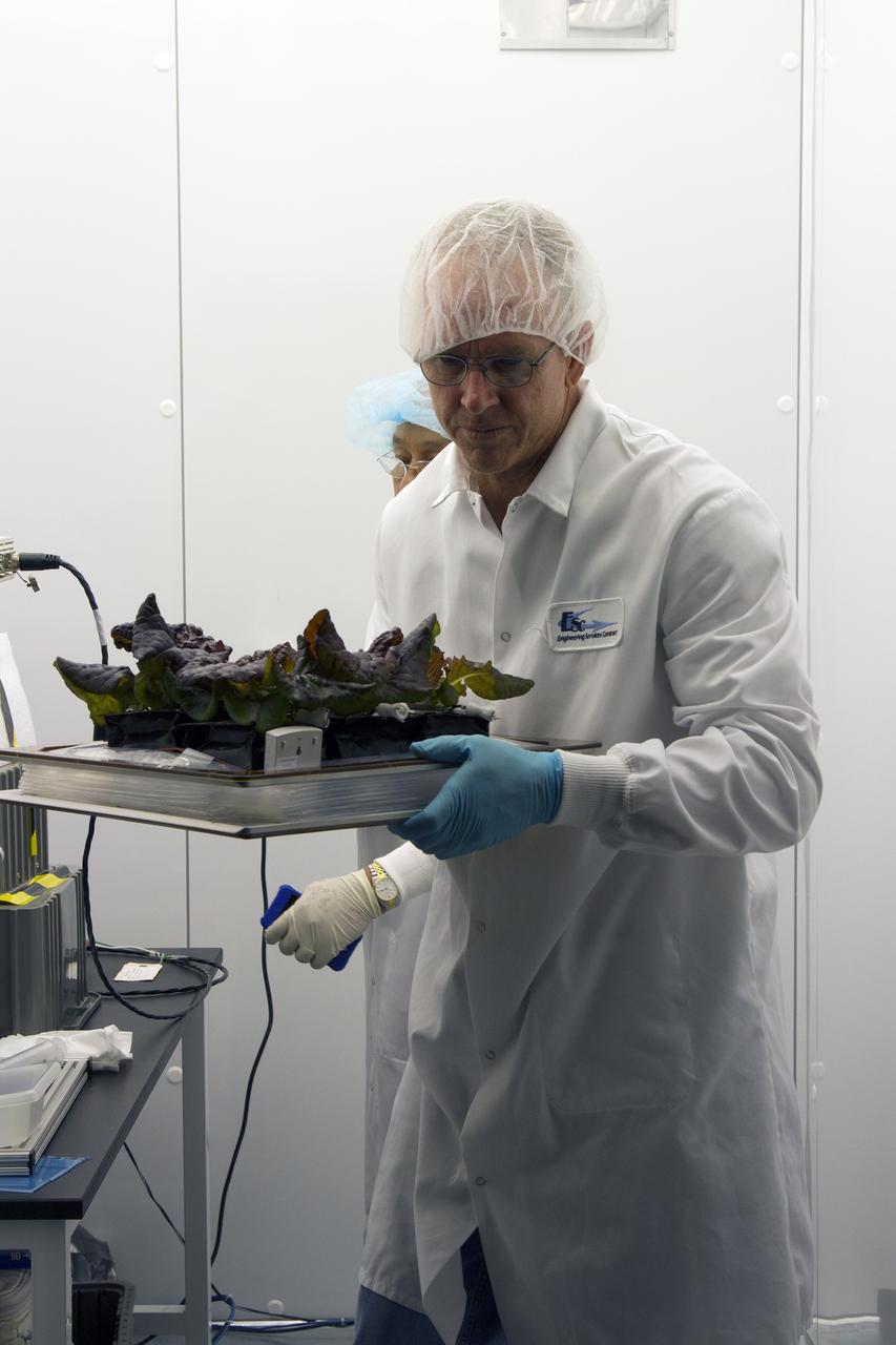 CAPE CANAVERAL, Fla. – Jim Smodell, a technician with SGT, removes the plant pillows containing the outredgeous red lettuce leaves from the Veggie plant growth system inside the International Space Station Environmental Simulator chamber at the Space Station Processing Facility at NASA's Kennedy Space Center in Florida. The growth chamber was used as a control unit and procedures were followed identical to those being performed on Veggie and the Veg-01 experiment on the International Space Station.    The chamber mimicked the temperature, relative humidity and carbon dioxide concentration of those in the Veggie unit on the space station. Veggie and Veg-01 were delivered to the space station aboard the SpaceX-3 mission. Veggie is the first fresh food production system delivered to the station. Six plant pillows, each containing outredgeous red romaine lettuce seeds and a root mat were inserted into Veggie. The plant chamber's red, blue and green LED lights were activated. The plant growth was monitored for 33 days. On June 10, at the end of the cycle, the plants were carefully harvested, frozen and stored for return to Earth by Expedition 39 flight engineer and NASA astronaut Steve Swanson. Photo credit: NASA/Frankie Martin