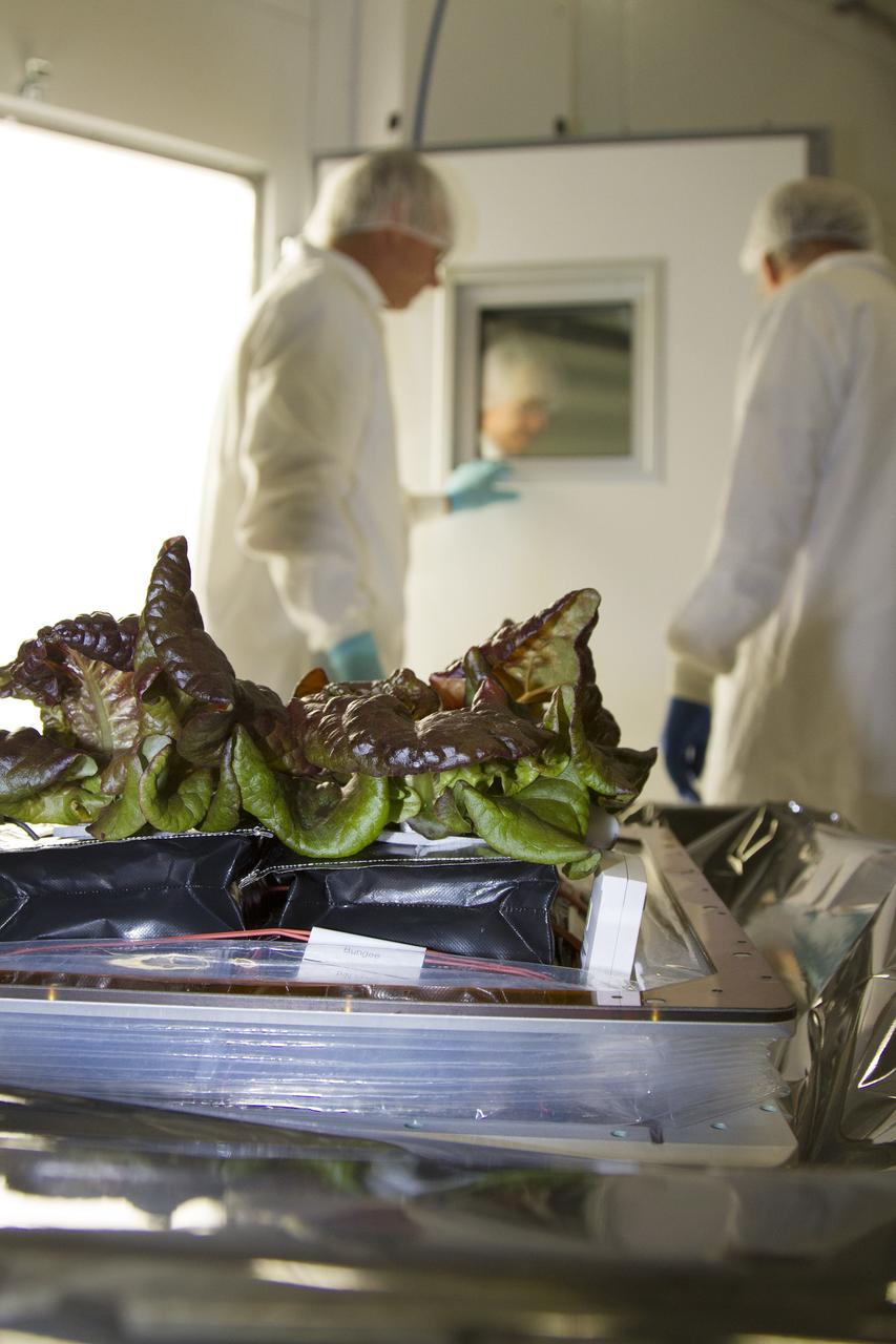 CAPE CANAVERAL, Fla. – Jim Smodell, left, a technician with SGT, and Chuck Spern, lead project engineer with QinetiQ North America on the Engineering Services Contract, move the plant pillows containing the outredgeous red lettuce leaves outside of the International Space Station Environmental Simulator chamber at the Space Station Processing Facility at NASA's Kennedy Space Center in Florida. The growth chamber was used as a control unit for Veggie and procedures were followed identical to those being performed on Veggie and the Veg-01 experiment on the International Space Station.     The chamber mimicked the temperature, relative humidity and carbon dioxide concentration of those in the Veggie unit on the space station. Veggie and Veg-01 were delivered to the space station aboard the SpaceX-3 mission. Veggie is the first fresh food production system delivered to the station. Six plant pillows, each containing outredgeous red romaine lettuce seeds and a root mat were inserted into Veggie. The plant chamber's red, blue and green LED lights were activated. The plant growth was monitored for 33 days. On June 10, at the end of the cycle, the plants were carefully harvested, frozen and stored for return to Earth by Expedition 39 flight engineer and NASA astronaut Steve Swanson. Photo credit: NASA/Frankie Martin