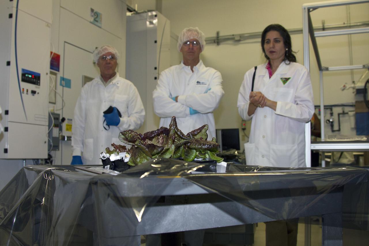 CAPE CANAVERAL, Fla. – The plant pillows containing the outredgeous red lettuce leaves have been removed from the Veggie plant growth system inside a control chamber at the Space Station Processing Facility at NASA's Kennedy Space Center in Florida. From left, are Chuck Spern, lead project engineer with QinetiQ North America on the Engineering Services Contract, Jim Smodell, a technician with SGT, and Gioia Massa, NASA payload scientist for Veggie. The growth chamber was used as a control unit for Veggie and procedures were followed identical to those being performed on Veggie and the Veg-01 experiment on the International Space Station.     The chamber mimicked the temperature, relative humidity and carbon dioxide concentration of those in the Veggie unit on the space station. Veggie and Veg-01 were delivered to the space station aboard the SpaceX-3 mission. Veggie is the first fresh food production system delivered to the station. Six plant pillows, each containing outredgeous red romaine lettuce seeds and a root mat were inserted into Veggie. The plant chamber's red, blue and green LED lights were activated. The plant growth was monitored for 33 days. On June 10, at the end of the cycle, the plants were carefully harvested, frozen and stored for return to Earth by Expedition 39 flight engineer and NASA astronaut Steve Swanson. Photo credit: NASA/Frankie Martin