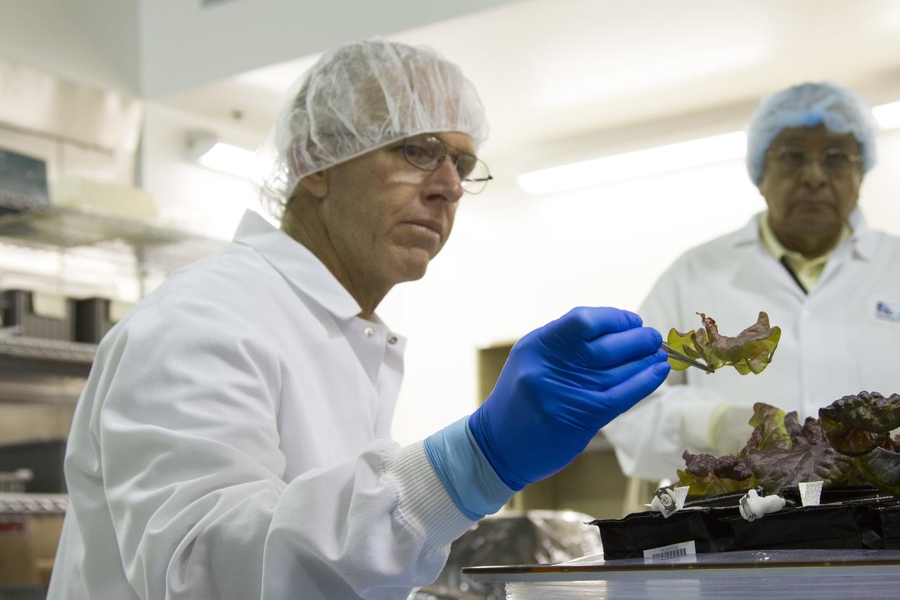 CAPE CANAVERAL, Fla. – Jim Smodell, a technician with SGT, removes an outredgeous red lettuce leaf from a plant pillow inside the Payload Development Laboratory at the Space Station Processing Facility, or SSPF, at NASA's Kennedy Space Center in Florida. In the background is George Guerra, a quality control engineer with QinetiQ North America. The plant pillows were removed from the Veggie plant growth system inside a control chamber at the SSPF. The growth chamber was used as a control unit for Veggie and procedures were followed identical to those being performed on Veggie and the Veg-01 experiment on the International Space Station.    The chamber mimicked the temperature, relative humidity and carbon dioxide concentration of those in the Veggie unit on the space station. Veggie and Veg-01 were delivered to the space station aboard the SpaceX-3 mission. Veggie is the first fresh food production system delivered to the station. Six plant pillows, each containing outredgeous red romaine lettuce seeds and a root mat were inserted into Veggie. The plant chamber's red, blue and green LED lights were activated. The plant growth was monitored for 33 days. On June 10, at the end of the cycle, the plants were carefully harvested, frozen and stored for return to Earth by Expedition 39 flight engineer and NASA astronaut Steve Swanson. Photo credit: NASA/Frankie Martin