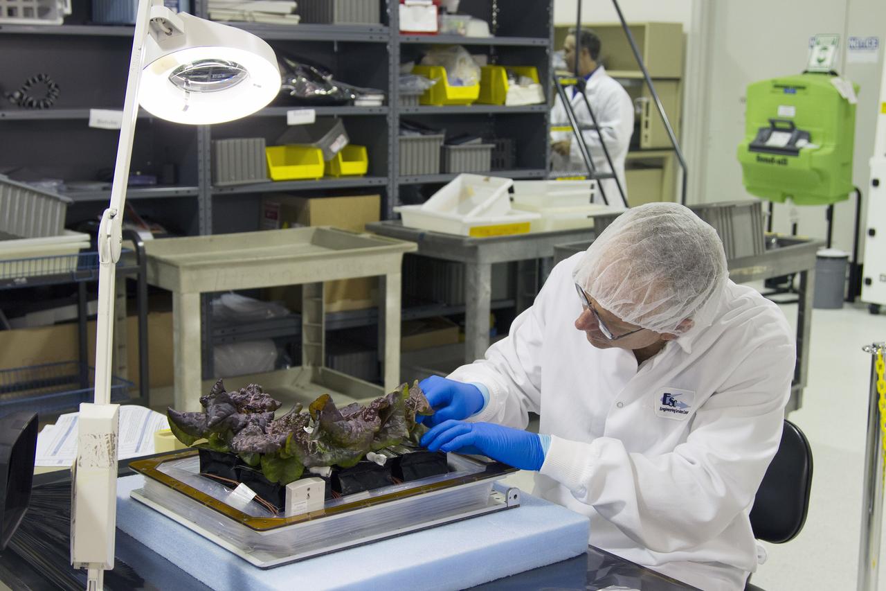 CAPE CANAVERAL, Fla. – Jim Smodell, a technician with SGT, removes an outredgeous red lettuce leaf from a plant pillow inside the Payload Development Laboratory at the Space Station Processing Facility, or SSPF, at NASA's Kennedy Space Center in Florida. The plant pillows were removed from the Veggie plant growth system inside a control chamber at the SSPF. The growth chamber was used as a control unit for Veggie and procedures were followed identical to those being performed on Veggie and the Veg-01 experiment on the International Space Station. The lettuce leaves will be wrapped and placed in a minus eighty-degree freezer, along with the plant pillows and samples swabbed from the plants, plant pillows and Veggie bellows.     The chamber mimicked the temperature, relative humidity and carbon dioxide concentration of those in the Veggie unit on the space station. Veggie and Veg-01 were delivered to the space station aboard the SpaceX-3 mission. Veggie is the first fresh food production system delivered to the station. Six plant pillows, each containing outredgeous red romaine lettuce seeds and a root mat were inserted into Veggie. The plant chamber's red, blue and green LED lights were activated. The plant growth was monitored for 33 days. On June 10, at the end of the cycle, the plants were carefully harvested, frozen and stored for return to Earth by Expedition 39 flight engineer and NASA astronaut Steve Swanson. Photo credit: NASA/Frankie Martin
