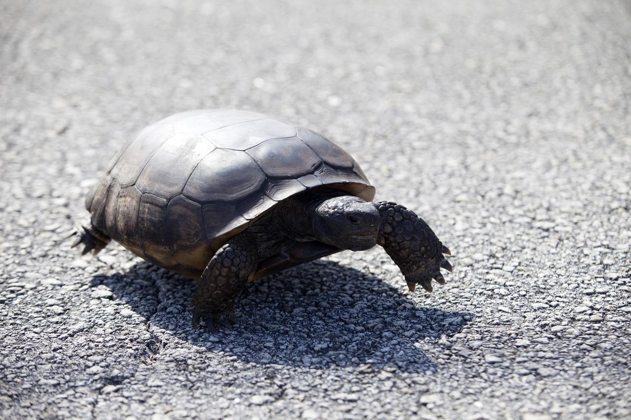 CAPE CANAVERAL, Fla. -- This gopher tortoise almost seems to float above the pavement as it hastens along the road at NASA's Kennedy Space Center in Florida. Gopher tortoises are dry-land turtles that live in scrub, dry hammock, pine flatwood, coastal grassland and dune habitats. The undeveloped property on Kennedy Space Center is managed by the U.S. Fish and Wildlife Service through the Merritt Island National Wildlife Refuge. Currently, gopher tortoises are protected in some states by federal law under the Endangered Species Act ESA. The refuge provides a habitat for 14 species federally listed as threatened or endangered, including the leatherback, green, Kemps Ridley, loggerhead and Atlantic hawksbill turtles. For information on the refuge, visit http://www.fws.gov/merrittisland/Index.html. For more information on the gopher tortoise, visit http://www.fws.gov/northflorida/GopherTortoise/Gopher_Tortoise_Fact_Sheet.html. Photo credit: NASA/Daniel Casper