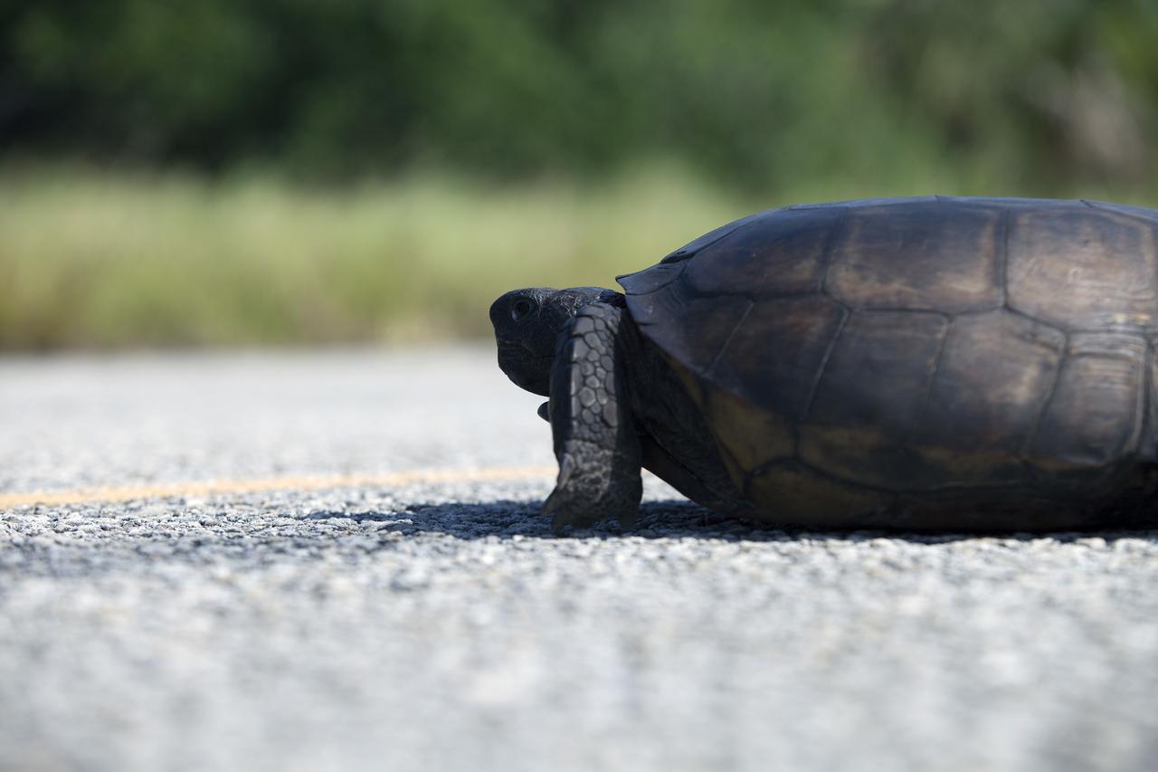 CAPE CANAVERAL, Fla. -- A gopher tortoise lumbers down the roadway at NASA's Kennedy Space Center in Florida. Gopher tortoises are dry-land turtles that live in scrub, dry hammock, pine flatwood, coastal grassland and dune habitats. The undeveloped property on Kennedy Space Center is managed by the U.S. Fish and Wildlife Service through the Merritt Island National Wildlife Refuge. Currently, gopher tortoises are protected in some states by federal law under the Endangered Species Act ESA. The refuge provides a habitat for 14 species federally listed as threatened or endangered, including the leatherback, green, Kemps Ridley, loggerhead and Atlantic hawksbill turtles. For information on the refuge, visit http://www.fws.gov/merrittisland/Index.html. For more information on the gopher tortoise, visit http://www.fws.gov/northflorida/GopherTortoise/Gopher_Tortoise_Fact_Sheet.html. Photo credit: NASA/Daniel Casper