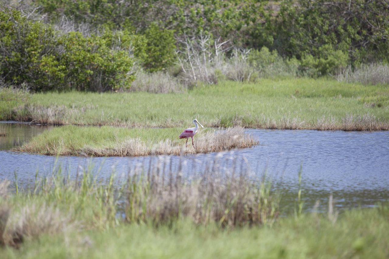 CAPE CANAVERAL, Fla. -- A roseate spoonbill wades in a marshy canal on a summer's day at NASA's Kennedy Space Center in Florida. The undeveloped property on Kennedy Space Center is managed by the U.S. Fish and Wildlife Service through the Merritt Island National Wildlife Refuge. The refuge provides a habitat for a plethora of wildlife, including 330 species of birds. For information on the refuge, visit http://www.fws.gov/merrittisland/Index.html. Photo credit: NASA/Daniel Casper