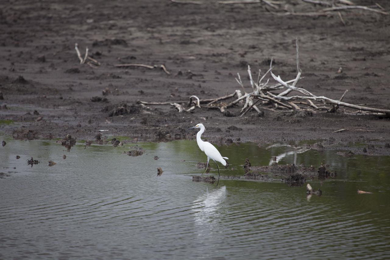 CAPE CANAVERAL, Fla. -- A white egret is reflected in the water as it fishes on NASA's Kennedy Space Center in Florida.      The undeveloped property on Kennedy Space Center is managed by the U.S. Fish and Wildlife Service through the Merritt Island National Wildlife Refuge.  The refuge provides a habitat for a plethora of wildlife, including 330 species of birds. For information on the refuge, visit http://www.fws.gov/merrittisland/Index.html. Photo credit: NASA/Daniel Casper