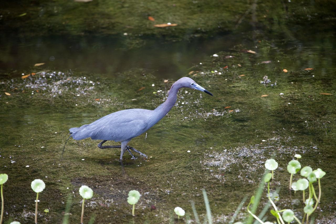 CAPE CANAVERAL, Fla. -- A blue heron wades through a canal, searching for food on NASA's Kennedy Space Center in Florida.    The undeveloped property on Kennedy Space Center is managed by the U.S. Fish and Wildlife Service through the Merritt Island National Wildlife Refuge.  The refuge provides a habitat for a plethora of wildlife, including 330 species of birds. For information on the refuge, visit http://www.fws.gov/merrittisland/Index.html. Photo credit: NASA/Daniel Casper