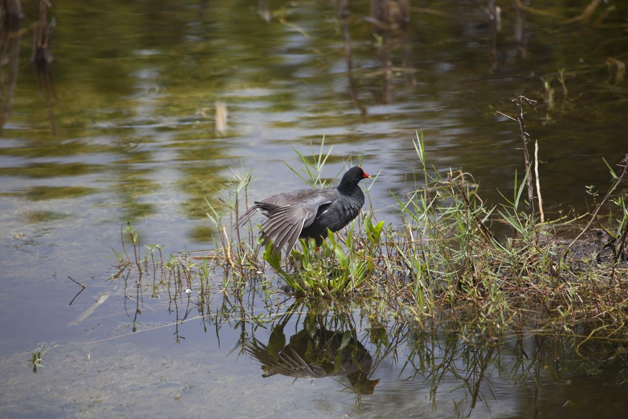 CAPE CANAVERAL, Fla. -- A Common Gallinule perches in the grass on the edge of a canal on NASA's Kennedy Space Center in Florida.    The undeveloped property on Kennedy Space Center is managed by the U.S. Fish and Wildlife Service through the Merritt Island National Wildlife Refuge.  The refuge provides a habitat for a plethora of wildlife, including 330 species of birds. For information on the refuge, visit http://www.fws.gov/merrittisland/Index.html. Photo credit: NASA/Daniel Casper