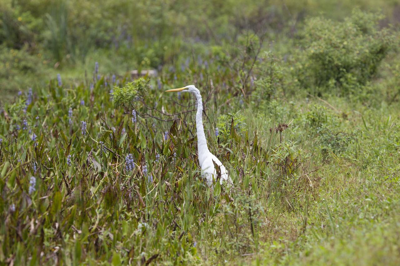 CAPE CANAVERAL, Fla. -- This great egret may be trying to hide in the tall grass on NASA's Kennedy Space Center in Florida to conceal the fact that it is molting.      The undeveloped property on Kennedy Space Center is managed by the U.S. Fish and Wildlife Service through the Merritt Island National Wildlife Refuge.  The refuge provides a habitat for a plethora of wildlife, including 330 species of birds. For information on the refuge, visit http://www.fws.gov/merrittisland/Index.html. Photo credit: NASA/Daniel Casper