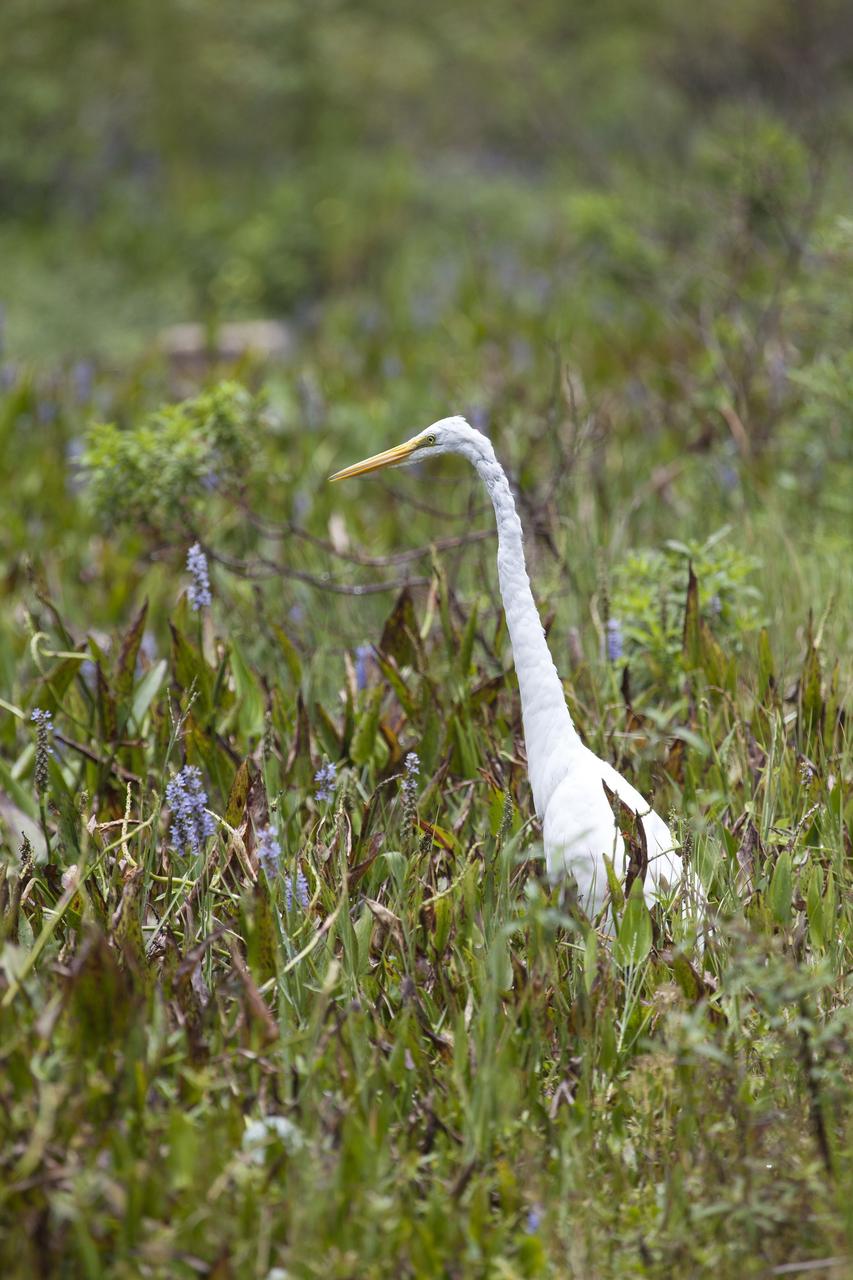 CAPE CANAVERAL, Fla. -- A great egret tries to camouflage itself in the tall grass on NASA's Kennedy Space Center in Florida perhaps to hide the fact that it is molting.      The undeveloped property on Kennedy Space Center is managed by the U.S. Fish and Wildlife Service through the Merritt Island National Wildlife Refuge.  The refuge provides a habitat for a plethora of wildlife, including 330 species of birds. For information on the refuge, visit http://www.fws.gov/merrittisland/Index.html. Photo credit: NASA/Daniel Casper