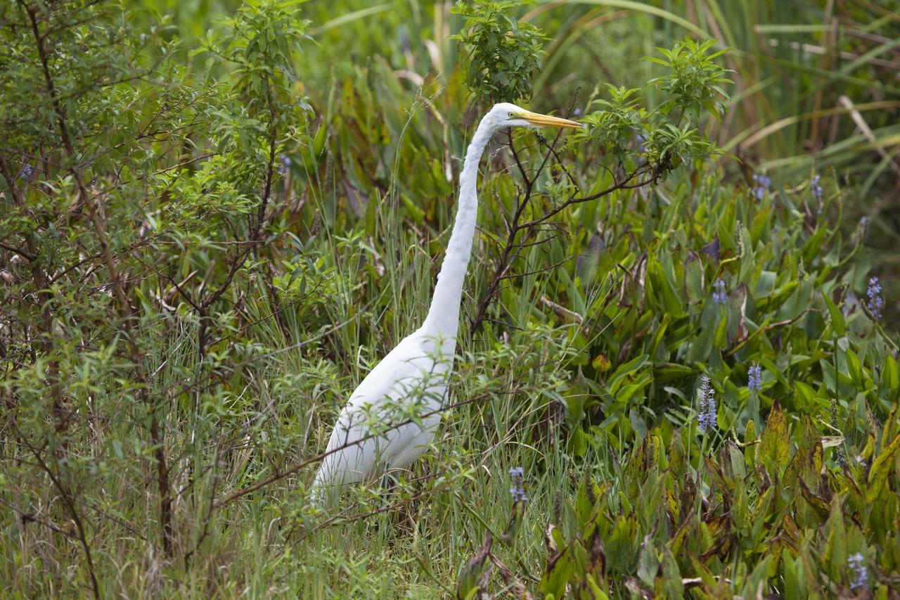 CAPE CANAVERAL, Fla. -- A great egret attempts to conceal itself in the tall grass on NASA's Kennedy Space Center in Florida.    The undeveloped property on Kennedy Space Center is managed by the U.S. Fish and Wildlife Service through the Merritt Island National Wildlife Refuge.  The refuge provides a habitat for a plethora of wildlife, including 330 species of birds. For information on the refuge, visit http://www.fws.gov/merrittisland/Index.html. Photo credit: NASA/Daniel Casper