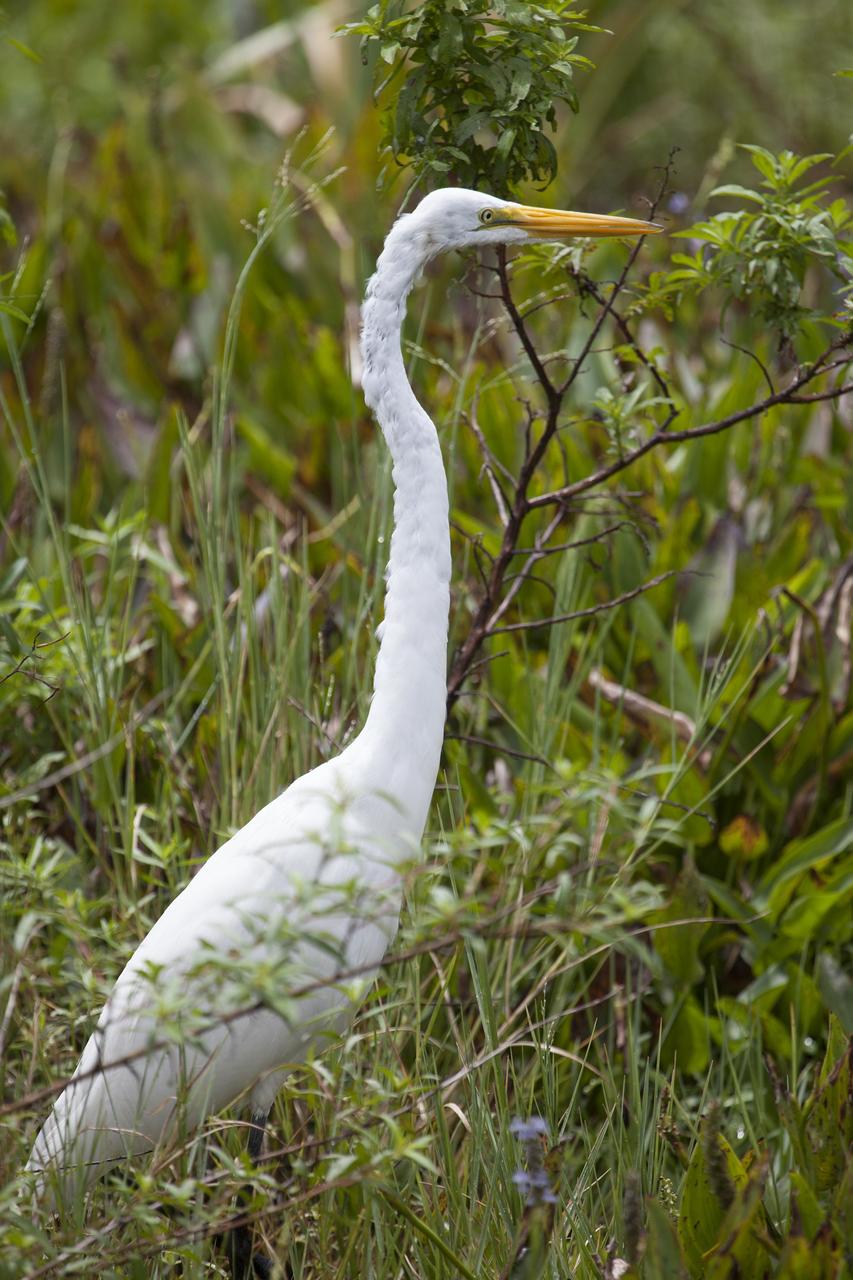 CAPE CANAVERAL, Fla. -- This molting great egret is in its natural habitat in the tall grass on NASA's Kennedy Space Center in Florida. The undeveloped property on Kennedy Space Center is managed by the U.S. Fish and Wildlife Service through the Merritt Island National Wildlife Refuge. The refuge provides a habitat for a plethora of wildlife, including 330 species of birds. For information on the refuge, visit http://www.fws.gov/merrittisland/Index.html. Photo credit: NASA/Daniel Casper