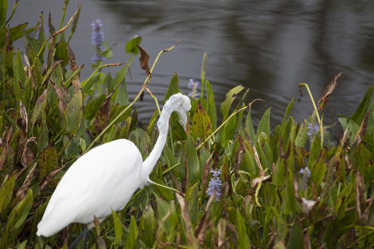 CAPE CANAVERAL, Fla. -- This molting great egret clearly is having a "bad hair" day as it picks its way through the tall grass on NASA's Kennedy Space Center in Florida.      The undeveloped property on Kennedy Space Center is managed by the U.S. Fish and Wildlife Service through the Merritt Island National Wildlife Refuge.  The refuge provides a habitat for a plethora of wildlife, including 330 species of birds. For information on the refuge, visit http://www.fws.gov/merrittisland/Index.html. Photo credit: NASA/Daniel Casper