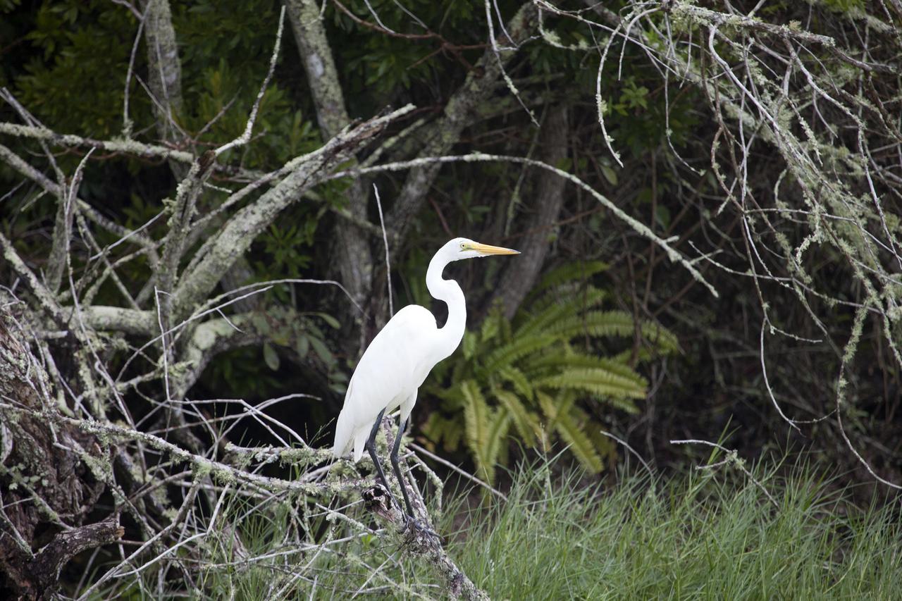 CAPE CANAVERAL, Fla. -- This great egret strikes a classic pose amid the brush on NASA's Kennedy Space Center in Florida.    The undeveloped property on Kennedy Space Center is managed by the U.S. Fish and Wildlife Service through the Merritt Island National Wildlife Refuge.  The refuge provides a habitat for a plethora of wildlife, including 330 species of birds. For information on the refuge, visit http://www.fws.gov/merrittisland/Index.html. Photo credit: NASA/Daniel Casper