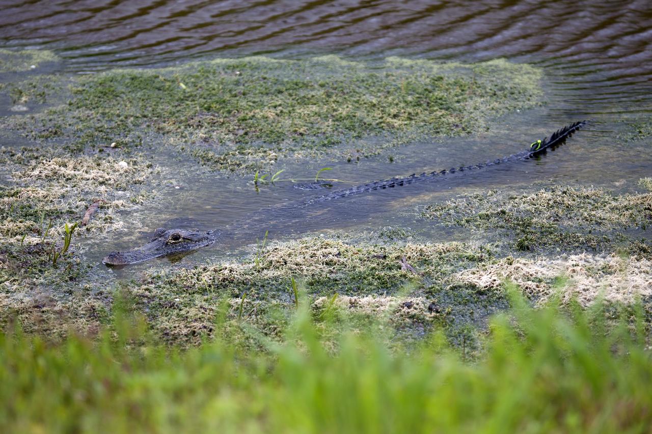 CAPE CANAVERAL, Fla. -- This alligator sports a florescent green tag on its tail, which blends in with the vegetation in the canal in which it is swimming on NASA's Kennedy Space Center in Florida.    The undeveloped property on Kennedy Space Center is managed by the U.S. Fish and Wildlife Service through the Merritt Island National Wildlife Refuge. For information on the refuge, visit http://www.fws.gov/merrittisland/Index.html. For information on the alligators prowling the waterways at Kennedy, visit http://www.nasa.gov/content/ancient-creatures-on-the-prowl/. Photo credit: NASA/Daniel Casper