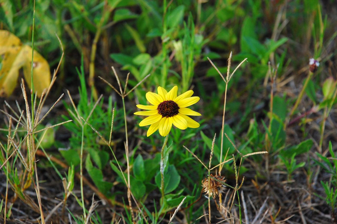CAPE CANAVERAL, Fla. -- A daisy thrives amidst the natural vegetation surrounding the historic Cape Canaveral Light on Cape Canaveral Air Force Station in Florida. The lighthouse currently is owned by the U.S. Air Force. The first lighthouse on Cape Canaveral was built near the tip of the Cape in 1848. The structure was only about 60 feet high with a rather dim light powered by whale oil. In 1859, work began nearby on a new, taller iron structure. Construction was halted during the Civil War, and the lighthouse was not finished until 1868. The structure, with a brick lining inside its iron exterior, was painted with its "daymark" black and white horizontal bands in 1873 to make it easier to identify during the day as a navigation point. Between 1892 and 1894, the lighthouse was dismantled and moved to a new location about a mile from the coast, where it stands today. For more information on the lighthouse, visit http://www.nasa.gov/centers/kennedy/about/history/lighthouse.html. Photo credit: NASA/Ben Smegelsky