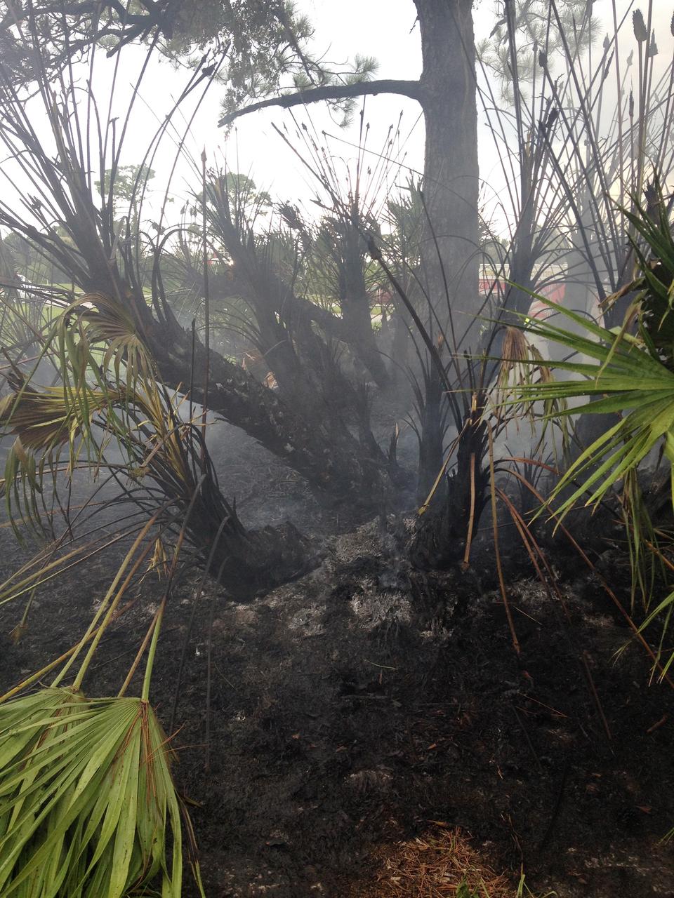 CAPE CANAVERAL, Fla. – A charred palmetto palm remains after a brush fire is extinguished near Headquarters Building in the Industrial Area of NASA’s Kennedy Space Center in Florida. The fire was ignited by a lightning strike.    The space center is nestled on the Merritt Island National Wildlife Refuge, which is managed by the U.S. Fish and Wildlife Service. Chenega Security & Support Solutions is responsible for Kennedy's Fire Rescue Department. For information on the refuge, visit http://www.fws.gov/merrittisland/Index.html. For more on Kennedy Space Center, visit http://www.nasa.gov/kennedy. Photo credit: NASA/Ben Smegelsky
