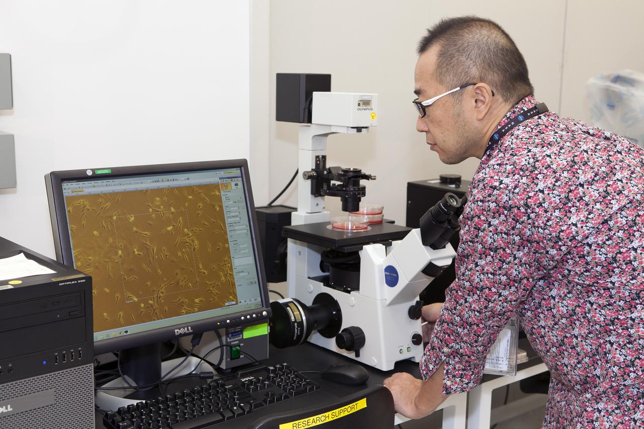 CAPE CANAVERAL, Fla. – Inside a laboratory in the Space Station Processing Facility at NASA's Kennedy Space Center in Florida, Dr. Takeshi Kobayashi, an assistant professor at Nagoya University in Japan, uses a microscope and computer monitor to check samples of the Cell-Mechanosensing 2 experiment for the Japan Aerospace Exploration Agency. The experiment is one of many that will be delivered to the International Space Station on the SpaceX-4 commercial cargo resupply mission. Kennedy's ISS Ground Processing and Research Project Office is providing the necessary laboratories, equipment, supplies and consumables for 61 principal investigators, including 17 from other countries, as they prepare their science experiments for flight. The SpaceX-4 flight is targeted to launch in September 2014. Photo credit: NASA/Dimitri Gerondidakis