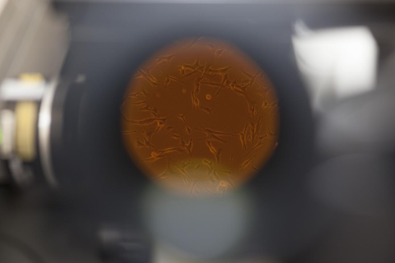 CAPE CANAVERAL, Fla. – Inside a laboratory in the Space Station Processing Facility at NASA's Kennedy Space Center in Florida, a view through a microscope reveals one of the samples for the Cell-Mechanosensing 2 experiment for the Japan Aerospace Exploration Agency. The experiment is one of many that will be delivered to the International Space Station on the SpaceX-4 commercial cargo resupply mission. Kennedy's ISS Ground Processing and Research Project Office is providing the necessary laboratories, equipment, supplies and consumables for 61 principal investigators, including 17 from other countries, as they prepare their science experiments for flight. The SpaceX-4 flight is targeted to launch in September 2014. Photo credit: NASA/Dimitri Gerondidakis
