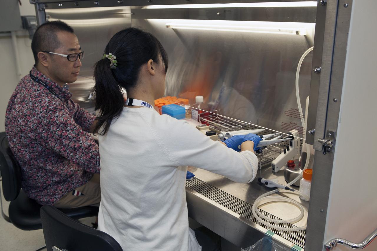 CAPE CANAVERAL, Fla. – Inside a laboratory in the Space Station Processing Facility at NASA's Kennedy Space Center in Florida, Dr. Takeshi Kobayashi, at left, an assistant professor at Nagoya University in Japan, and Dr. Toko Hashizume, an engineer with AES, prepare samples for the Cell-Mechanosensing 2 experiment for the Japan Aerospace Exploration Agency. The experiment is one of many that will be delivered to the International Space Station on the SpaceX-4 commercial cargo resupply mission. Kennedy's ISS Ground Processing and Research Project Office is providing the necessary laboratories, equipment, supplies and consumables for 61 principal investigators, including 17 from other countries, as they prepare their science experiments for flight. The SpaceX-4 flight is targeted to launch in September 2014. Photo credit: NASA/Dimitri Gerondidakis