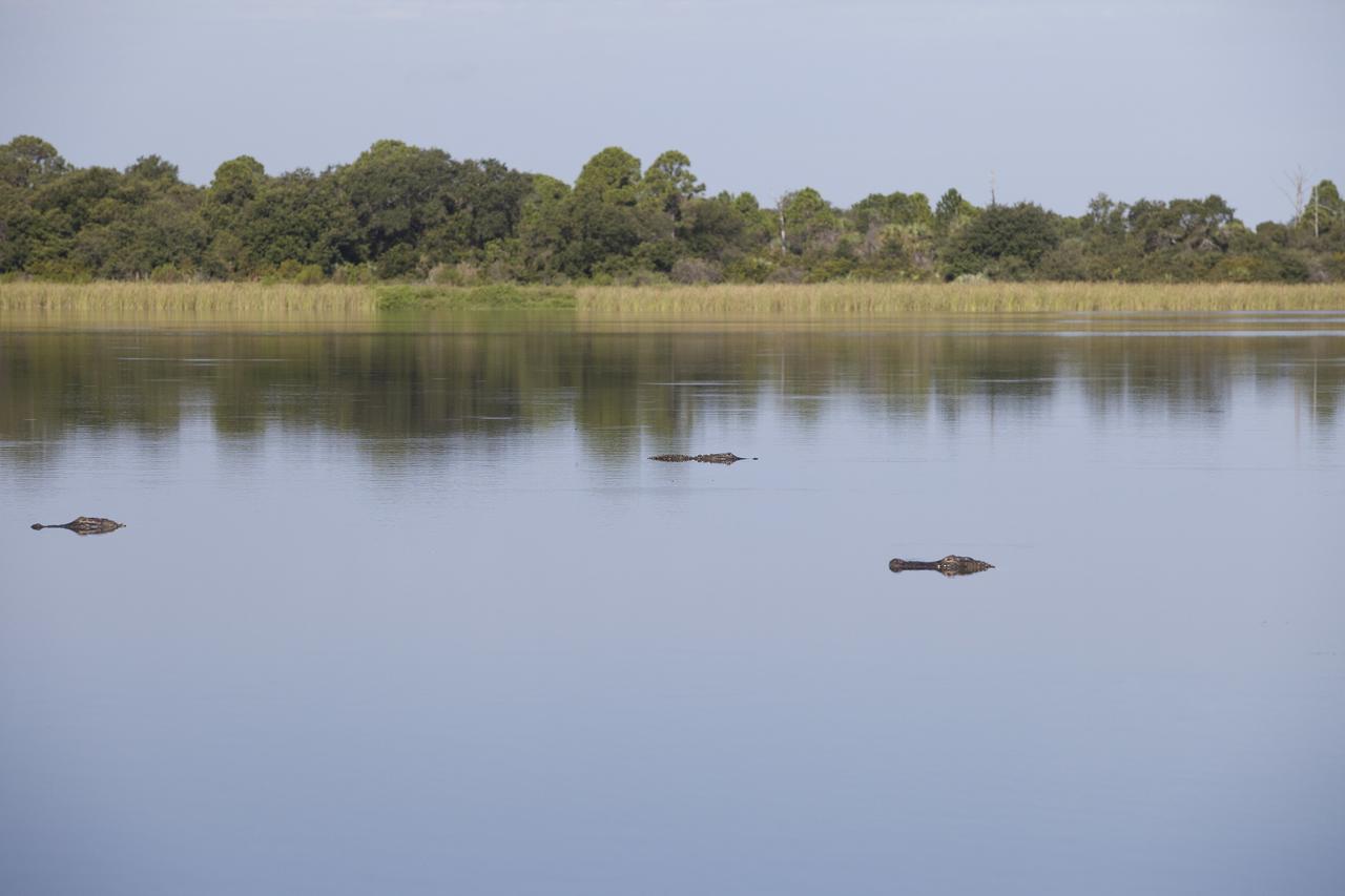 CAPE CANAVERAL, Fla. – An out-of-the-way creek off Schwartz Road on NASA's Kennedy Space Center in Florida is filled with alligators just minding their own business as the cameraman approaches. Once in danger of becoming extinct, today there are more than 1,000,000 alligators in Florida alone.    The undeveloped property on Kennedy Space Center is managed by the U.S. Fish and Wildlife Service through the Merritt Island National Wildlife Refuge. For information on the refuge, visit http://www.fws.gov/merrittisland/Index.html. For information on the alligators prowling the waterways at Kennedy, visit http://www.nasa.gov/content/ancient-creatures-on-the-prowl/. Photo credit: NASA/Daniel Casper